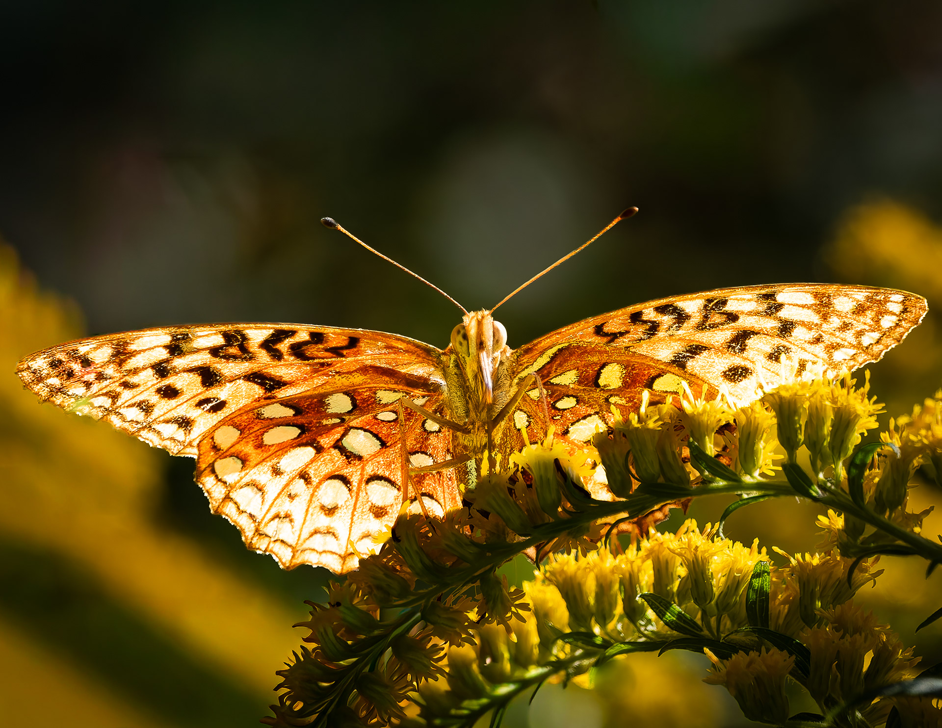 Great Spangled Fritillary No3