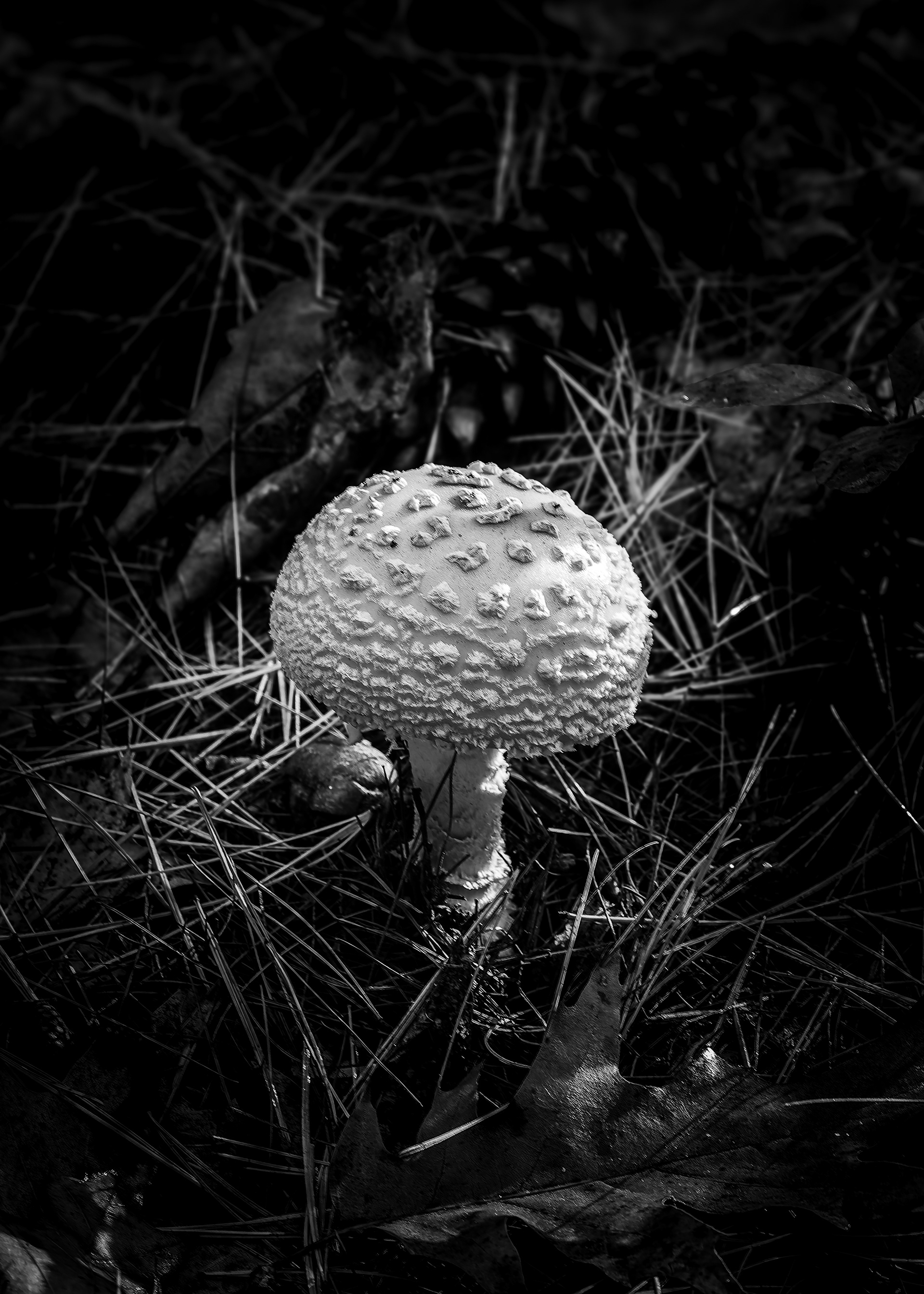 Mushroom - October 8, 2026