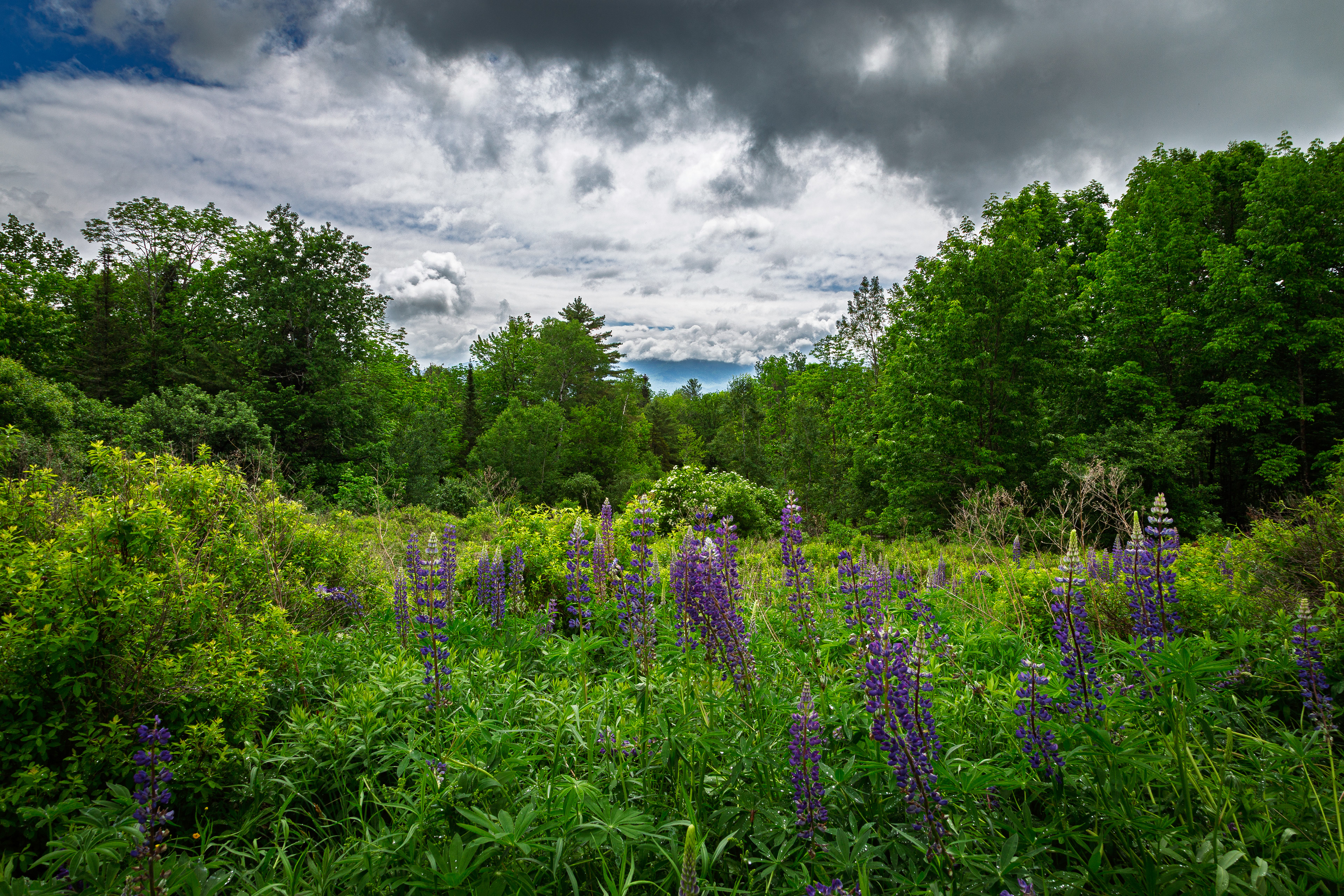 Sugar Hill Lupines No5