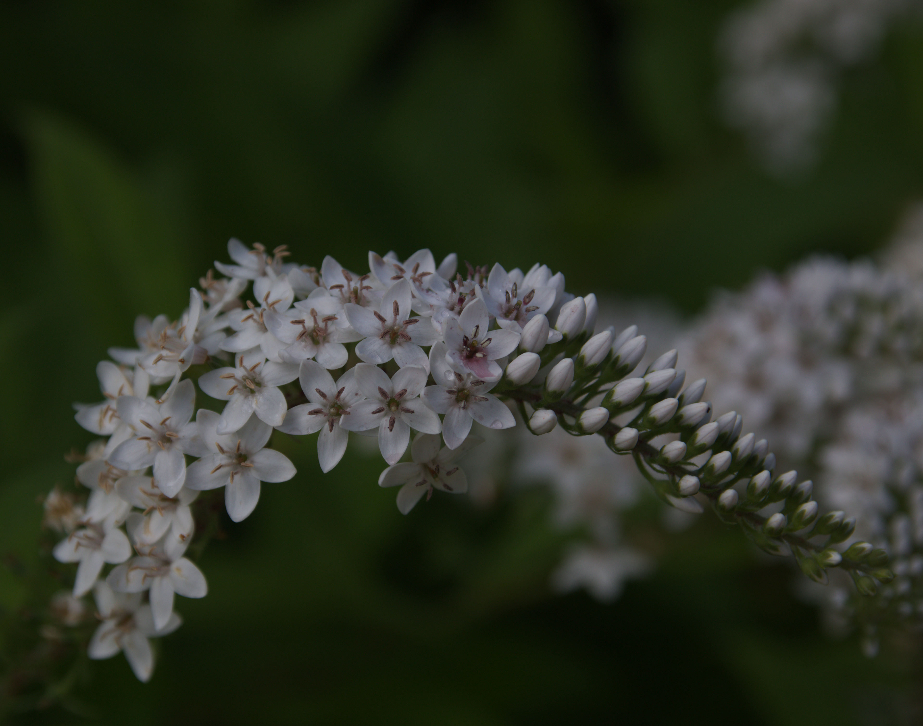 Gooseneck Loosestrife