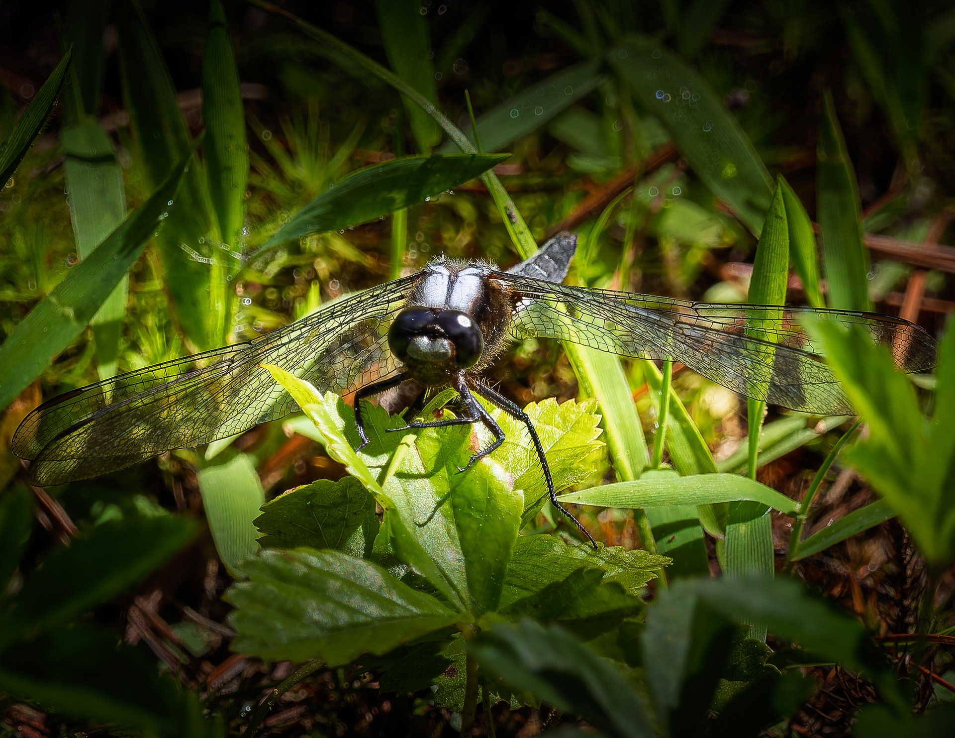 Dragonfly