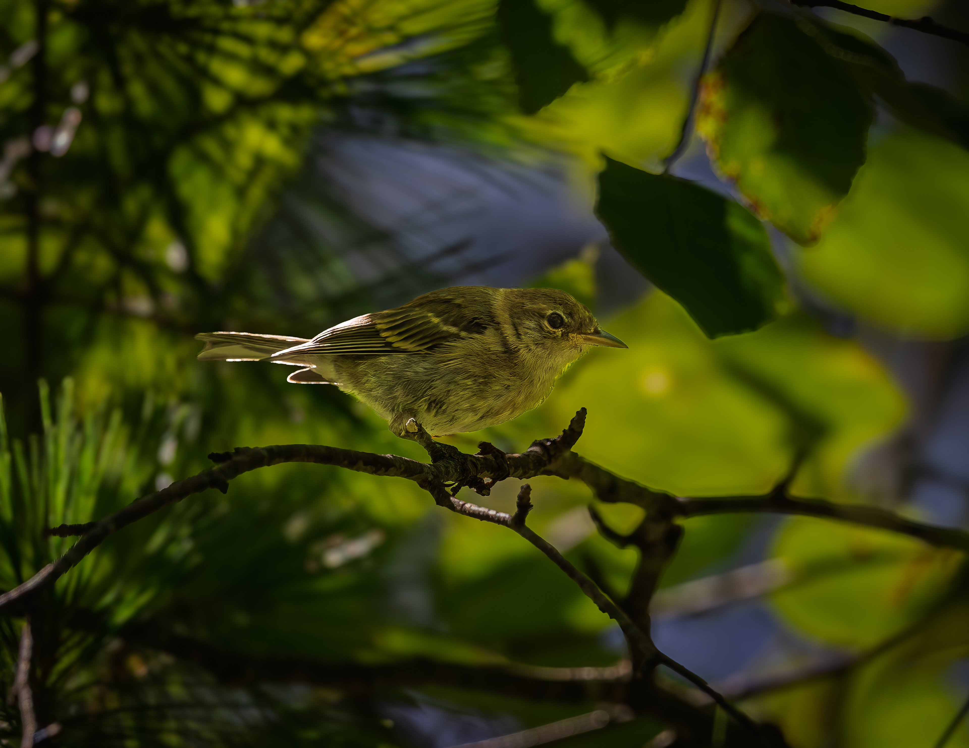 Yellow-bellied Flycatcher No2