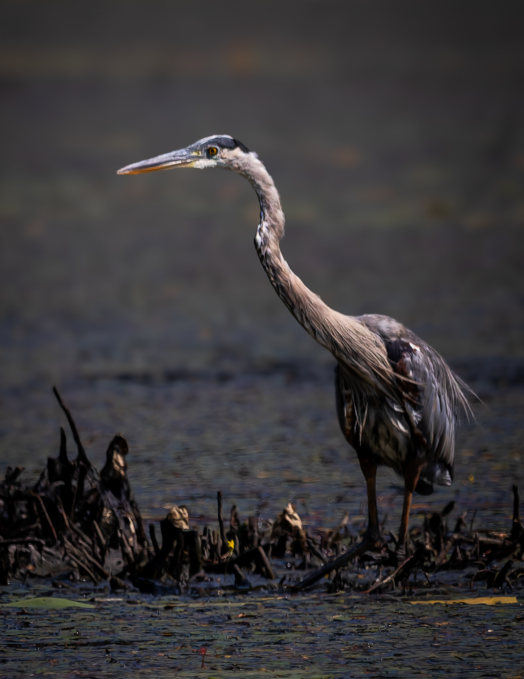 Great Blue Heron No5