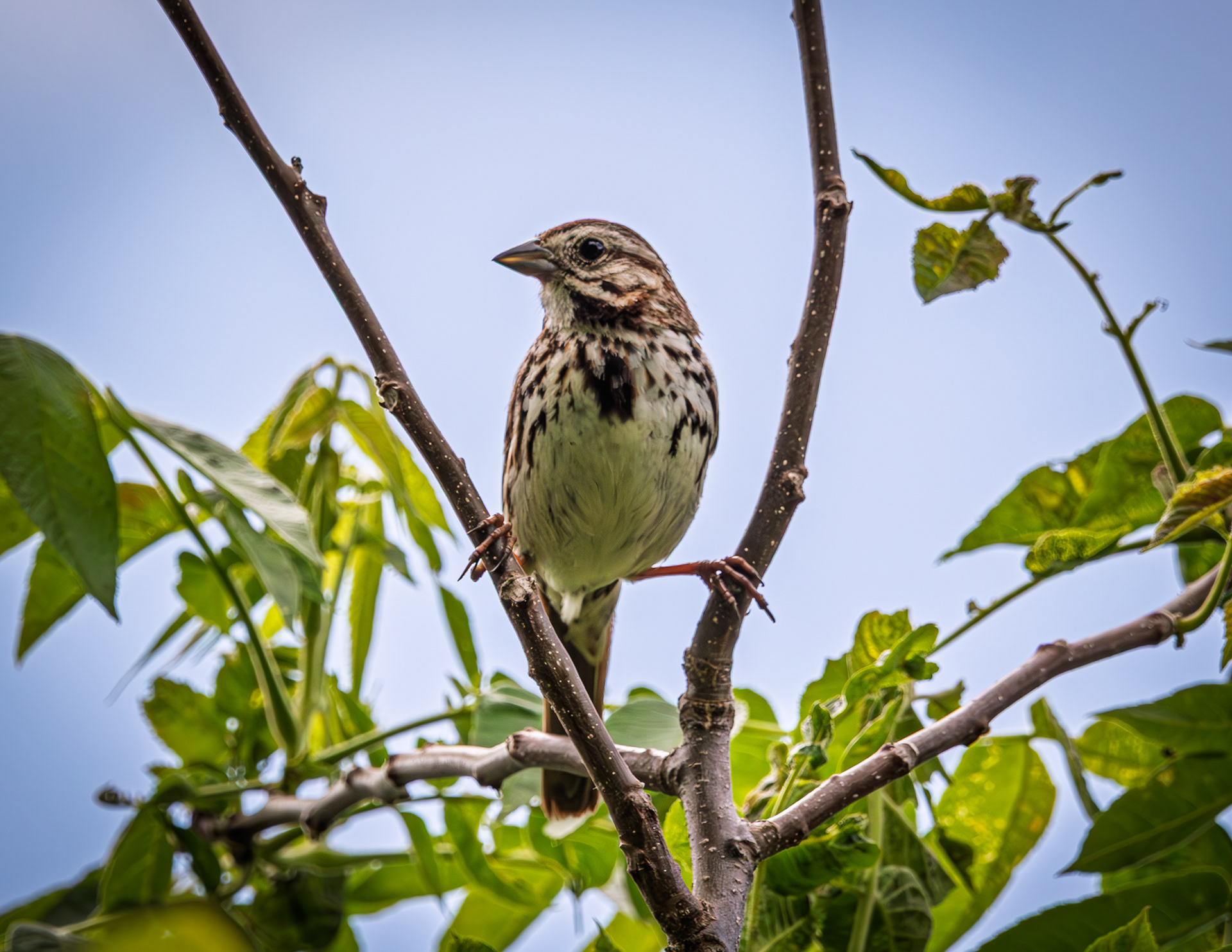 Song Sparrow No2