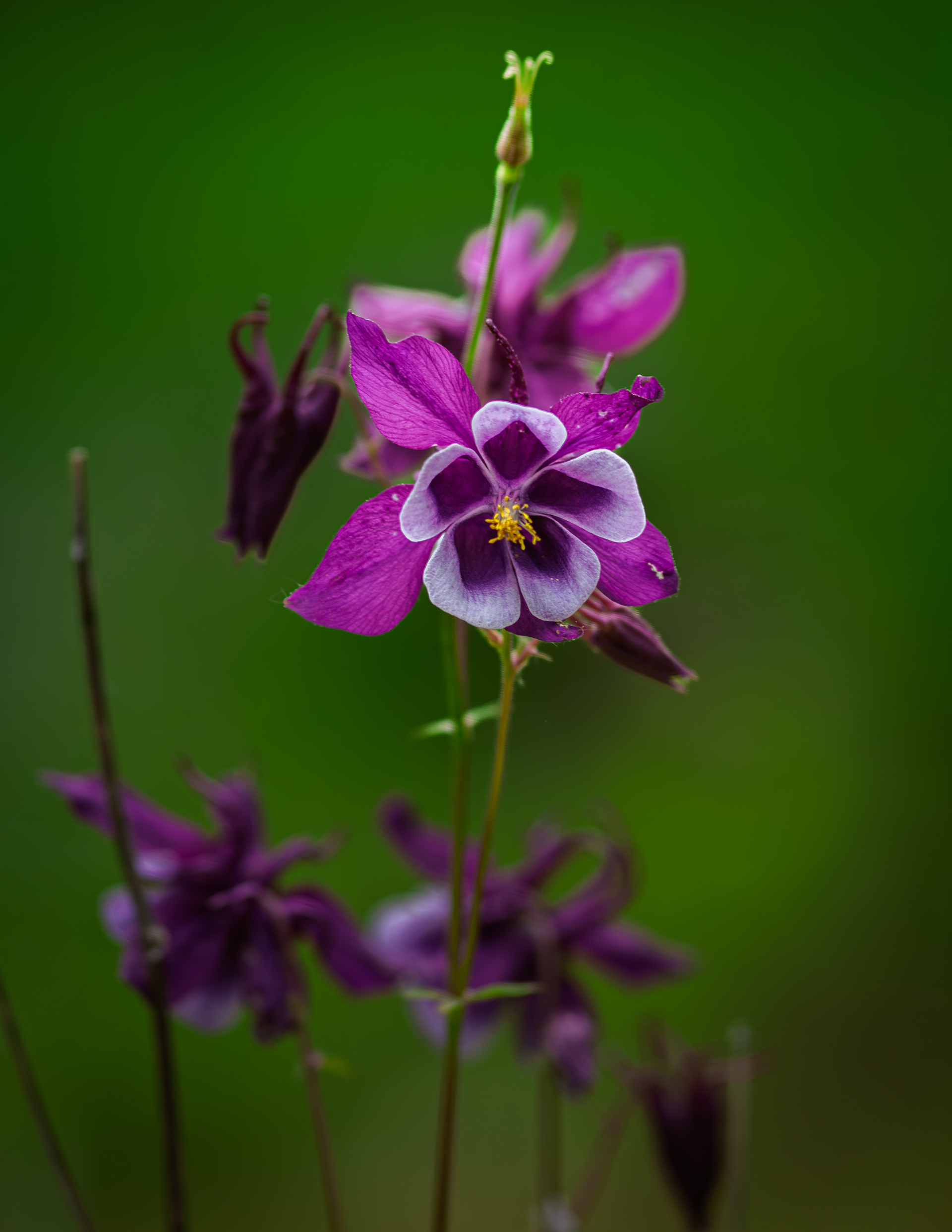 Purple Columbine No1