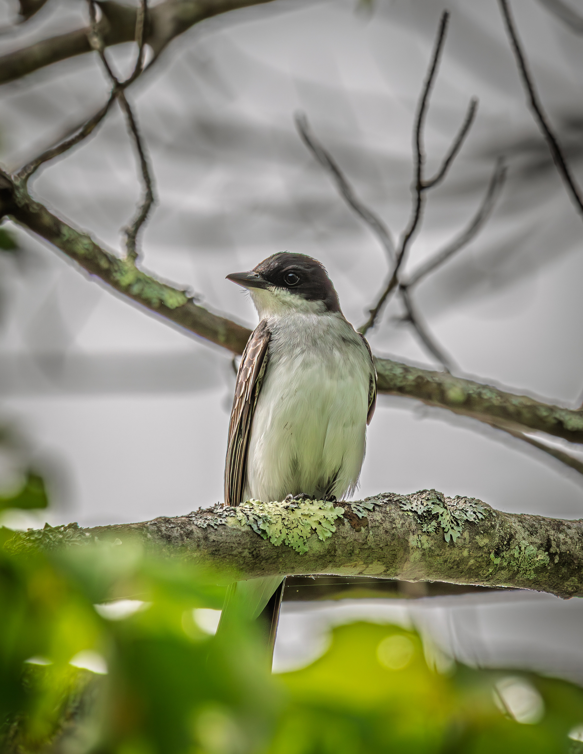 Eastern Kingbird No2