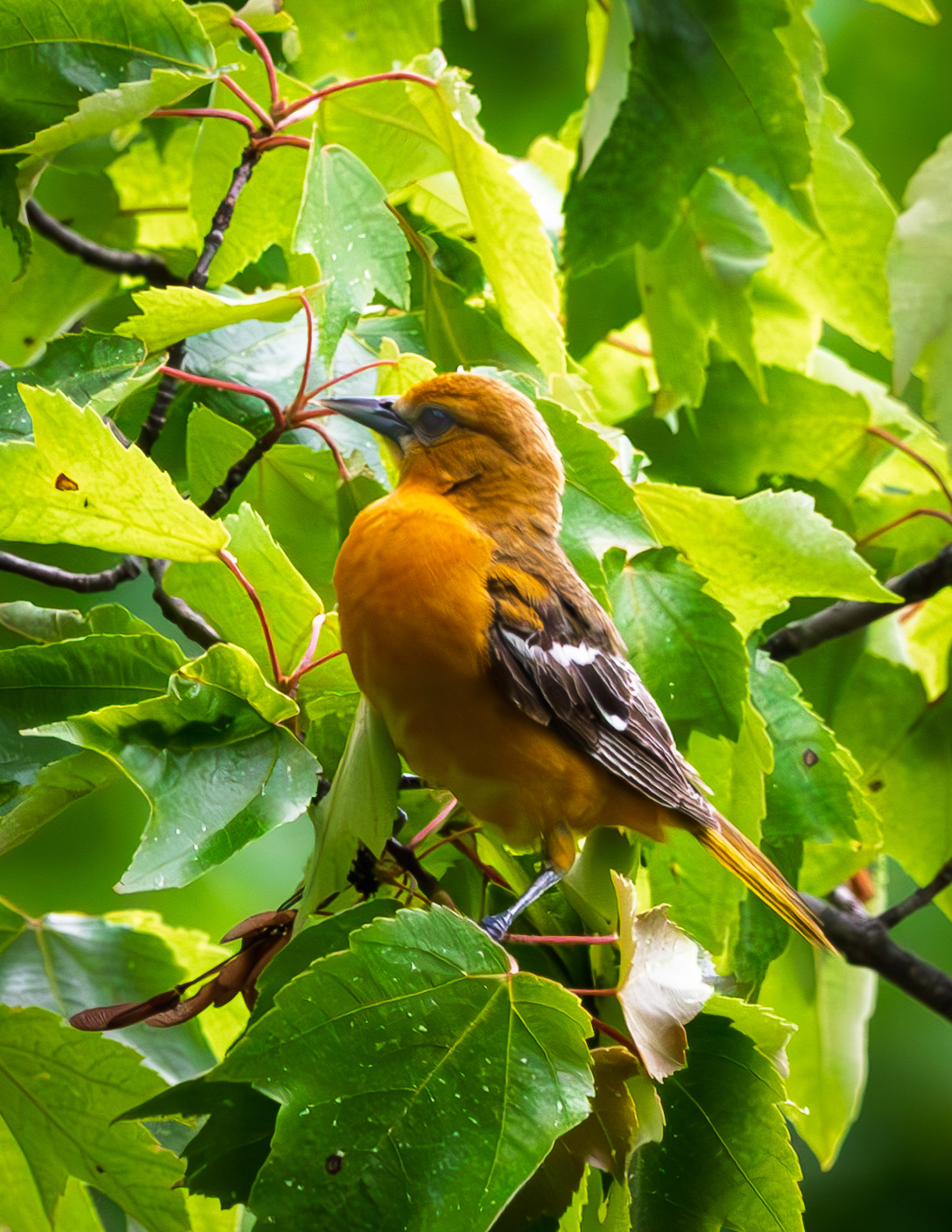 Female Baltimore Oriole - June 7, 2026