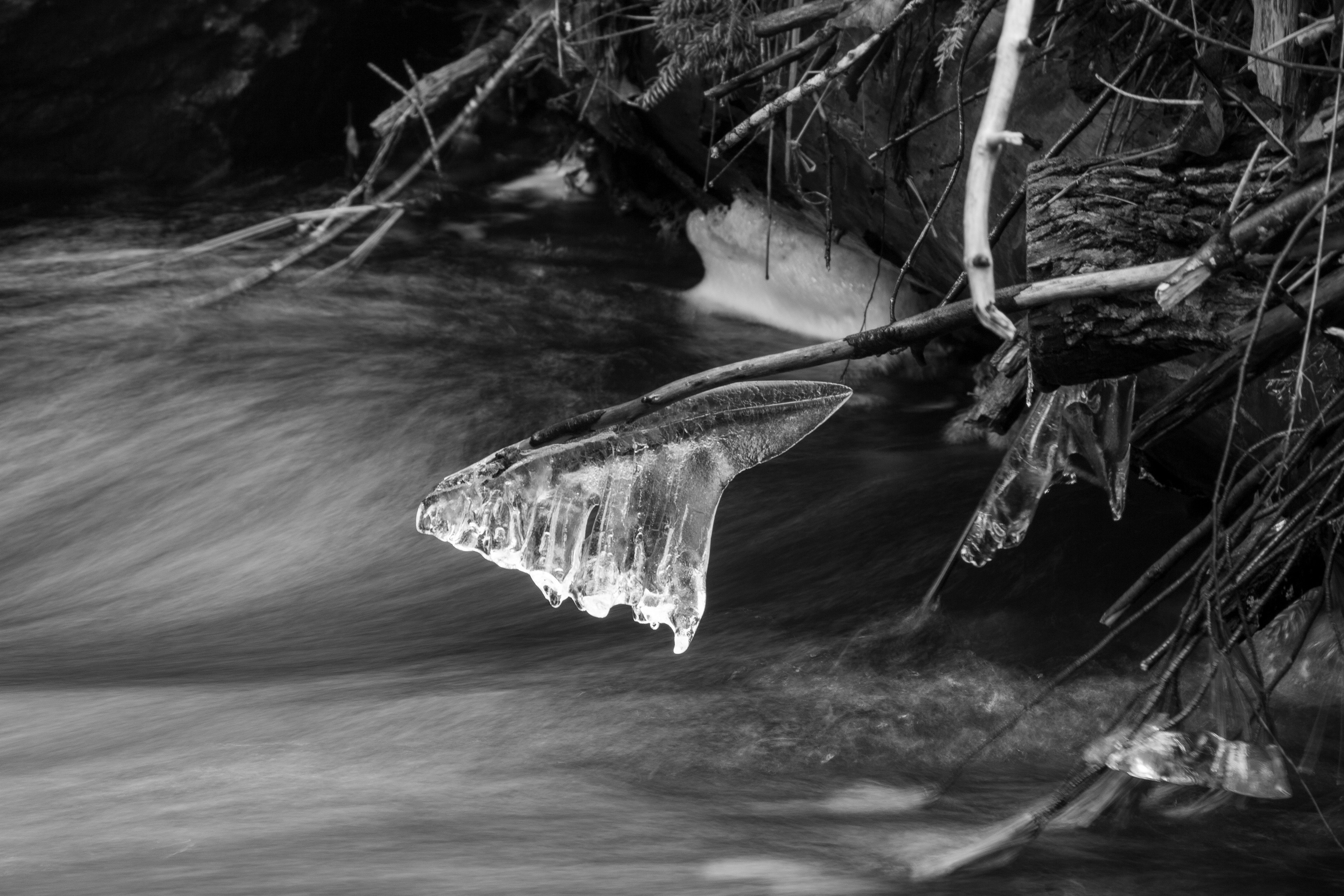 Academy Brook No5