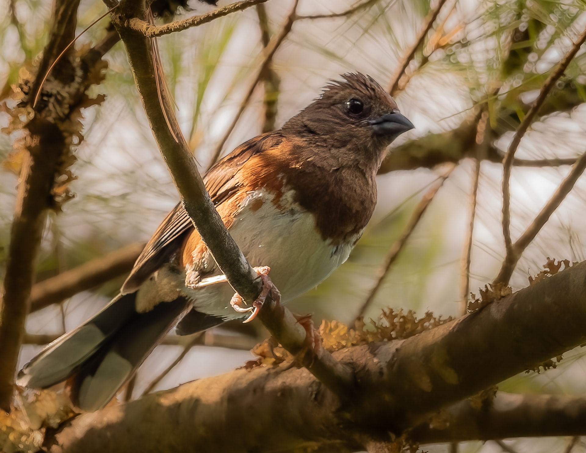 Female Eastern Towhee No4