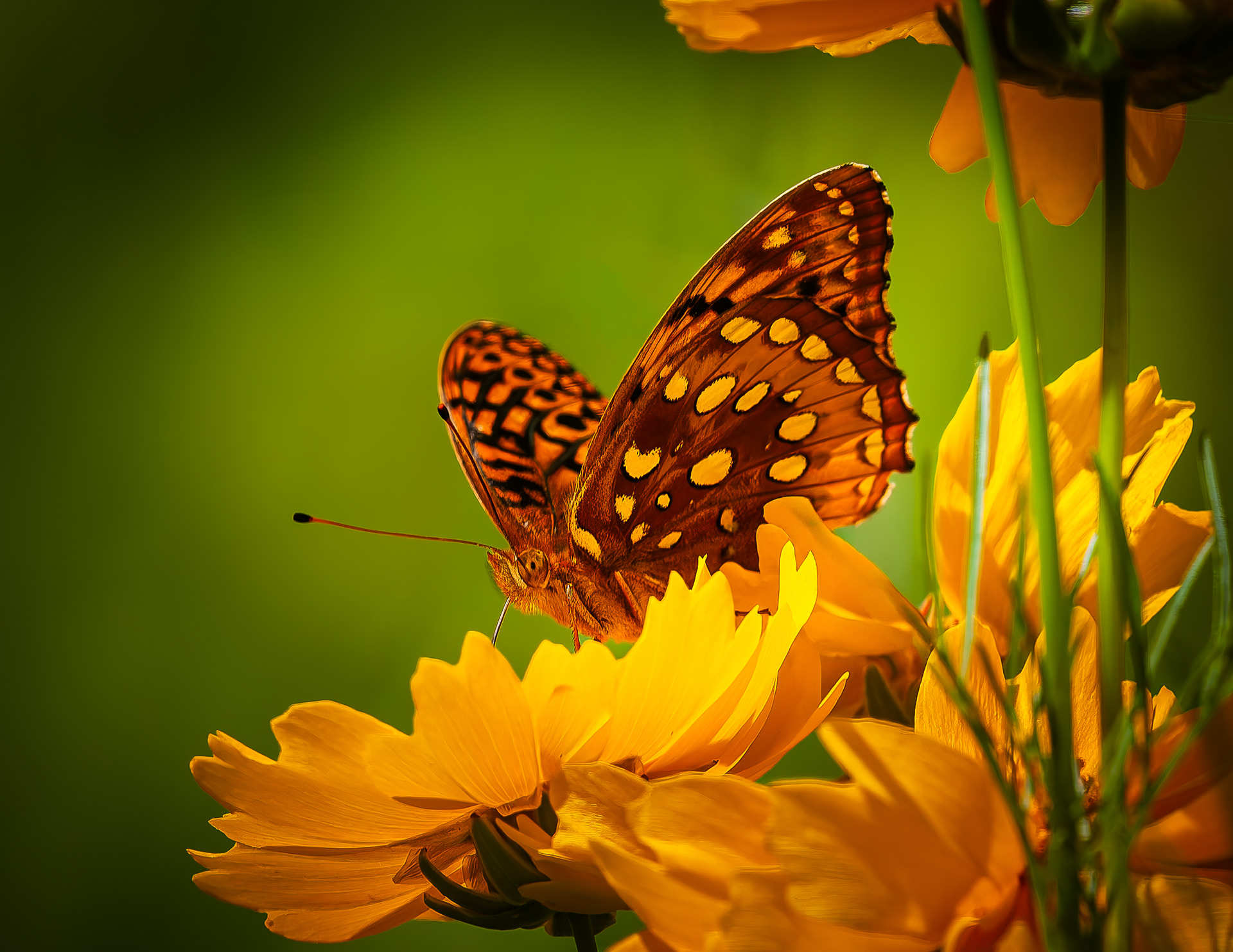Great Spangled Fritillary Butterfly No1