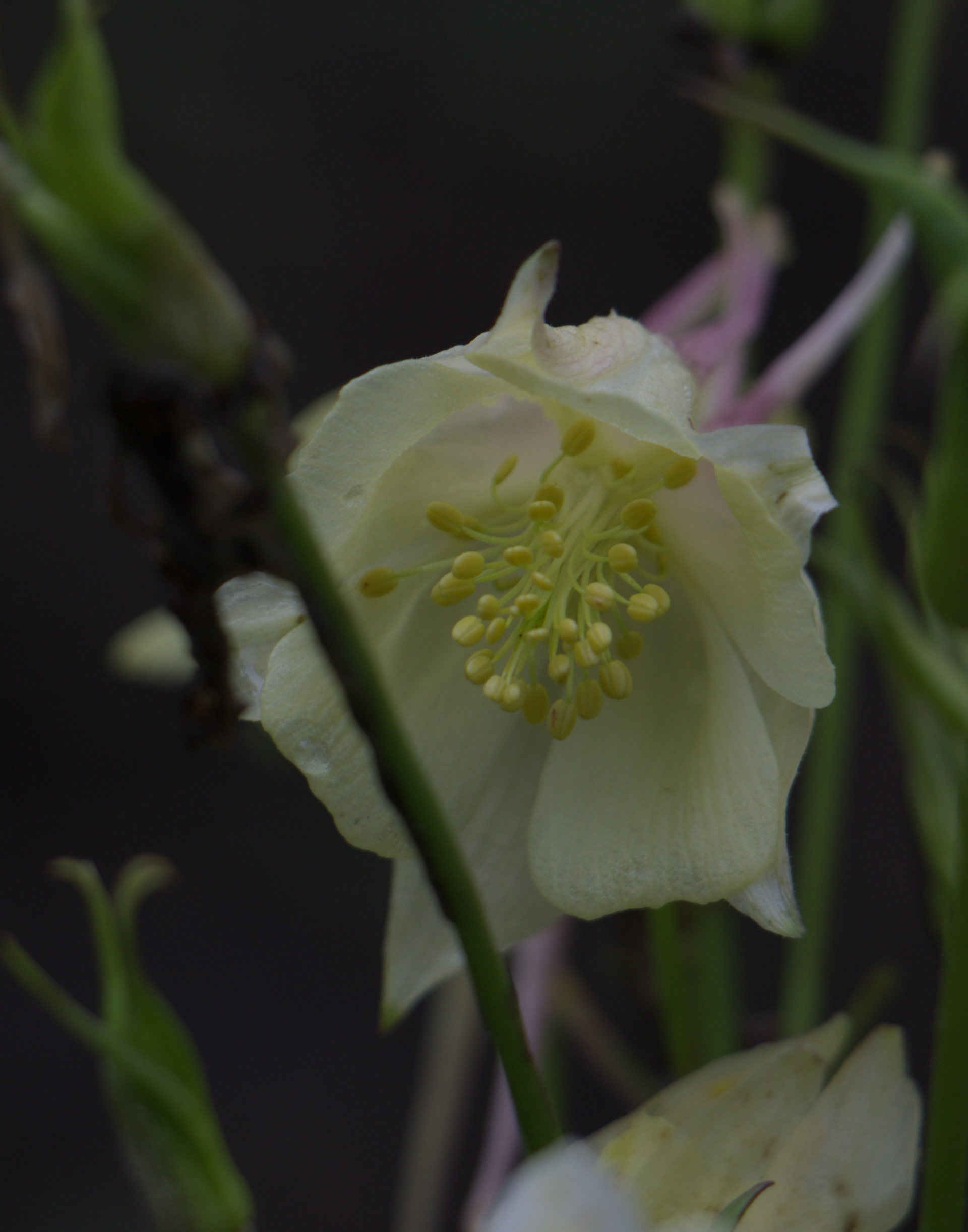 Early Bird Yellow Columbine
