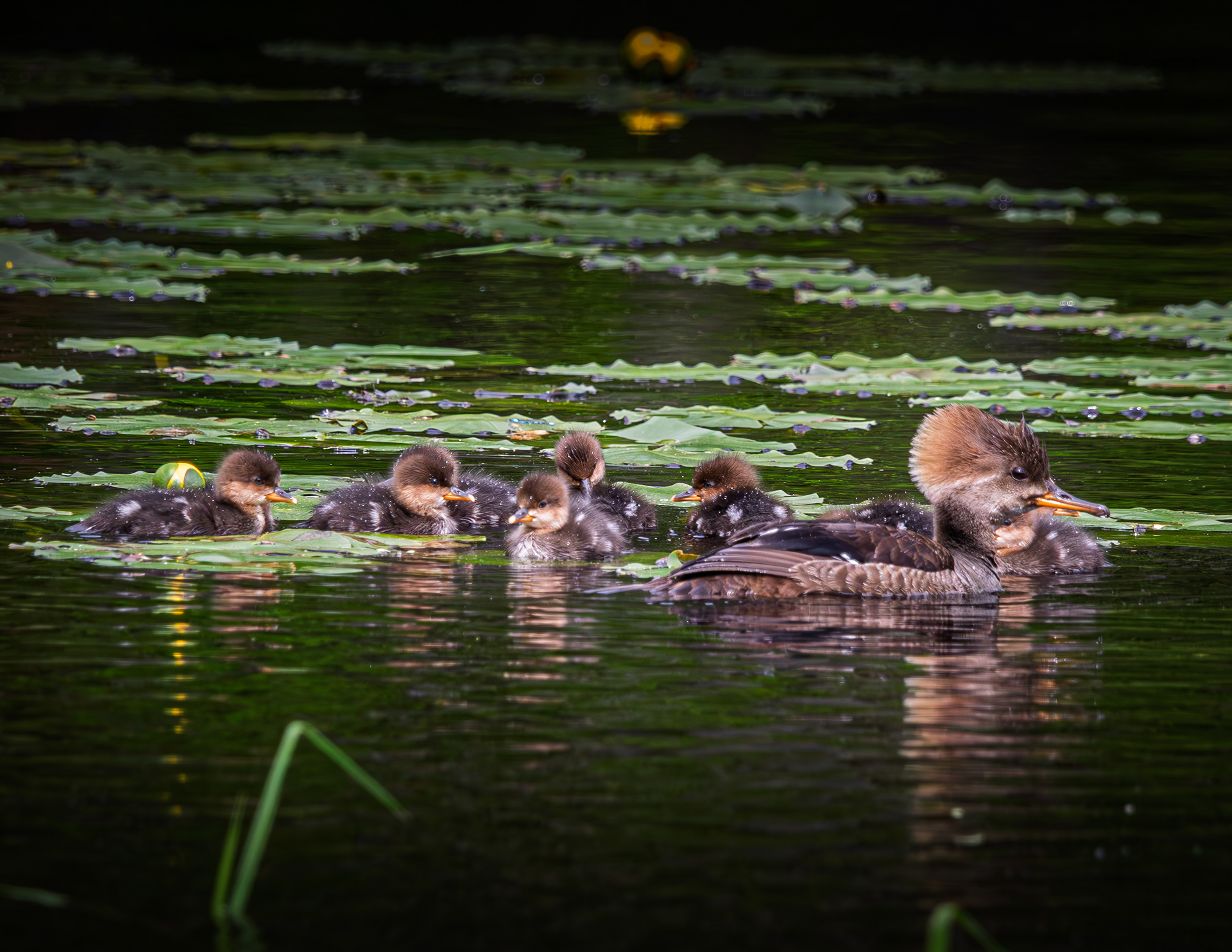 Hooded Merganser Family No1