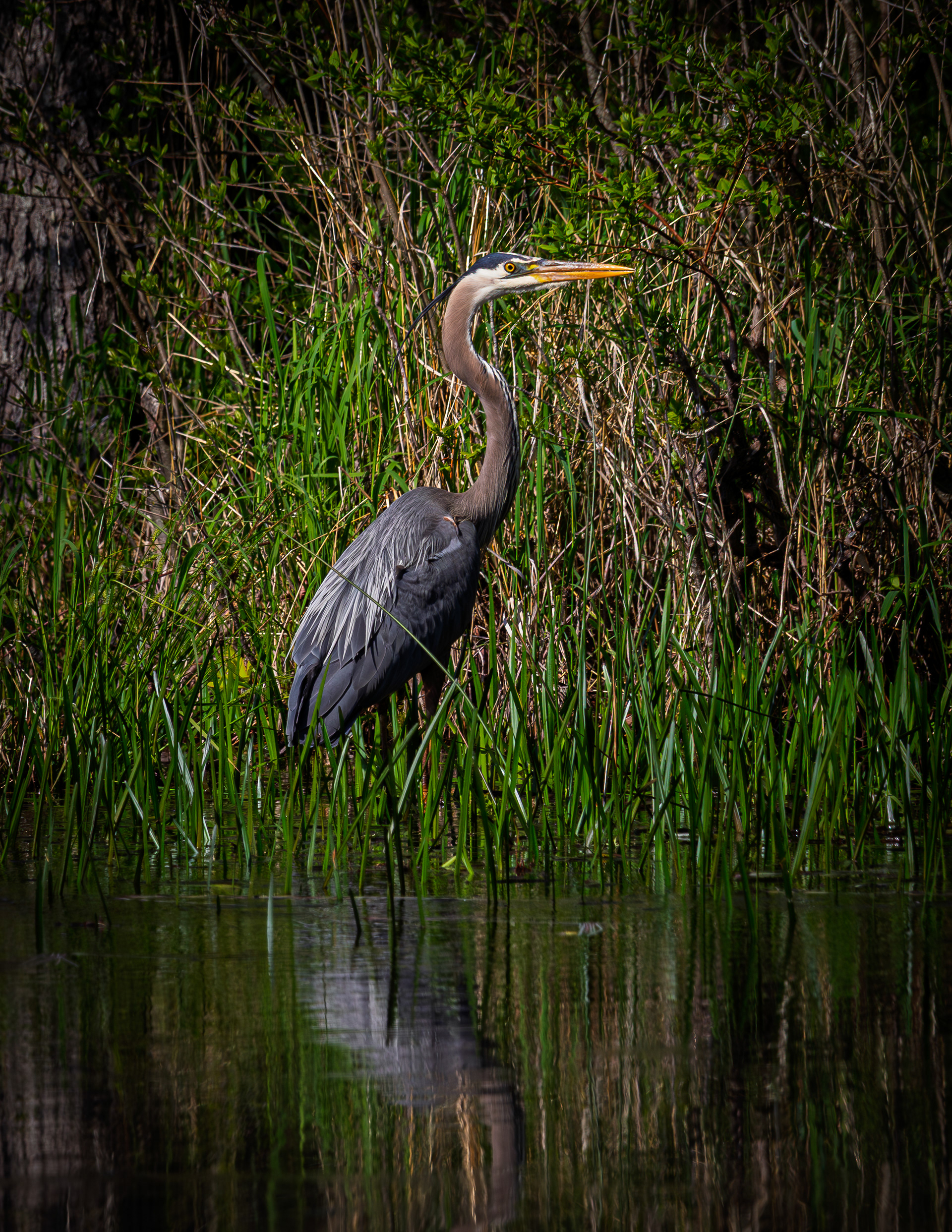 Great Blue Heron - May 19, 2026