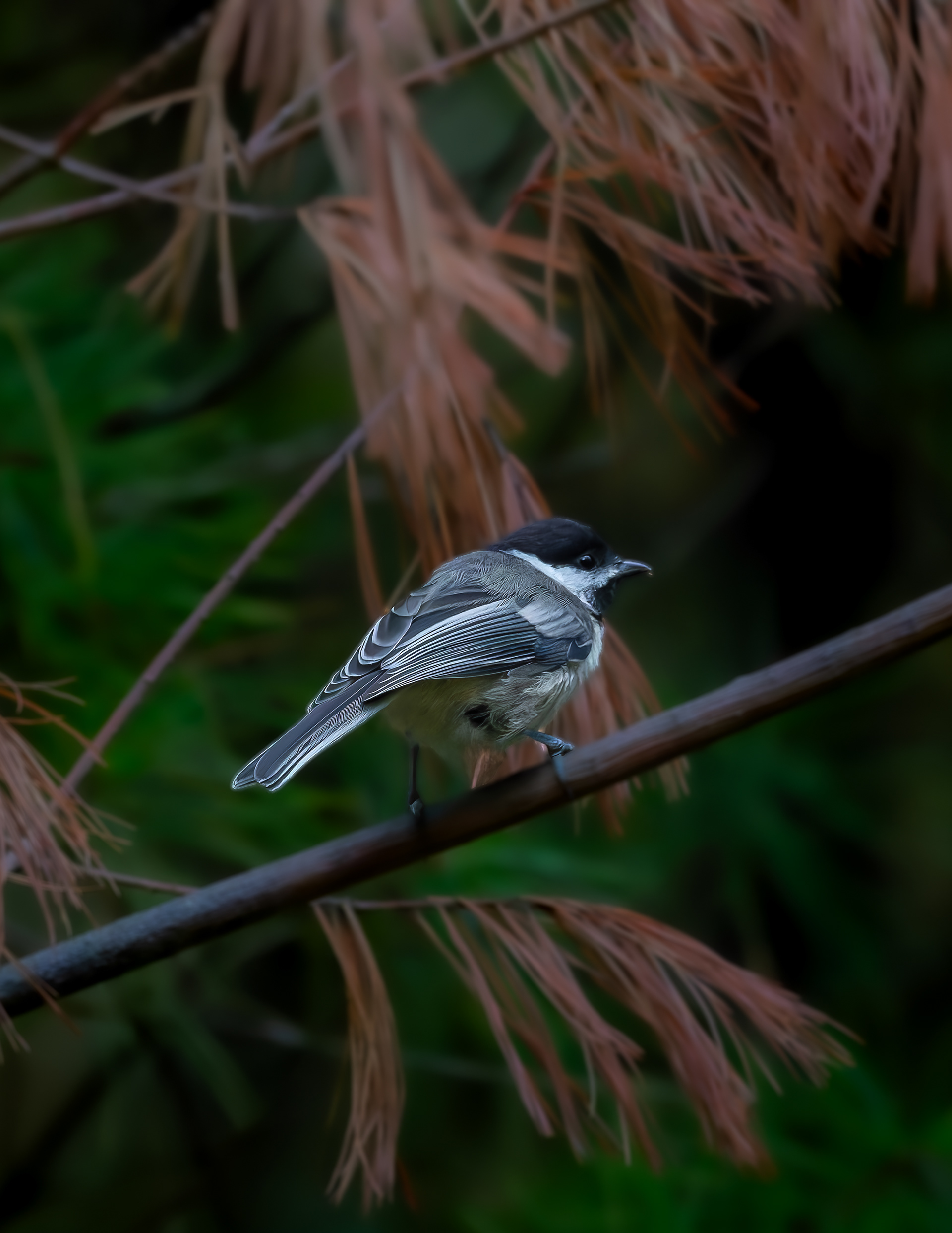 Chickadee No1