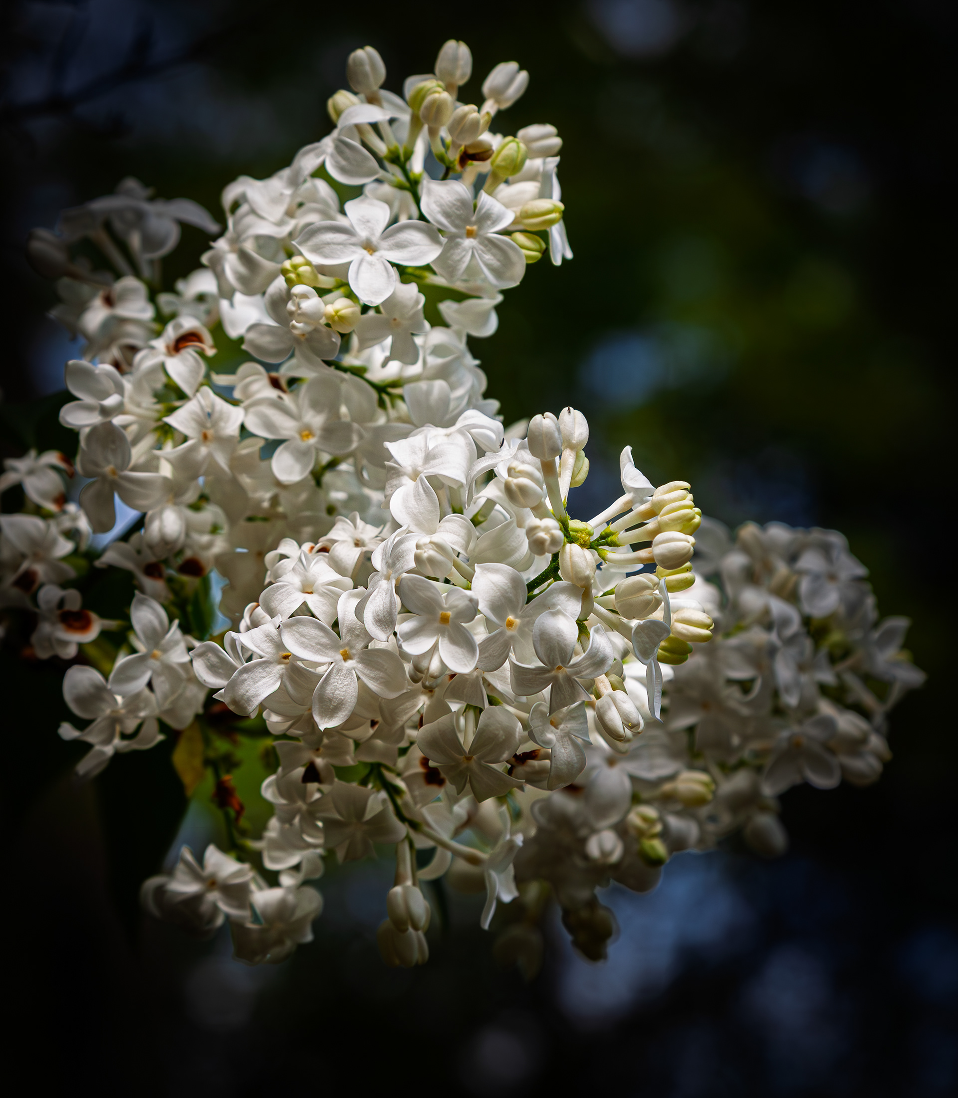 White Lilac
