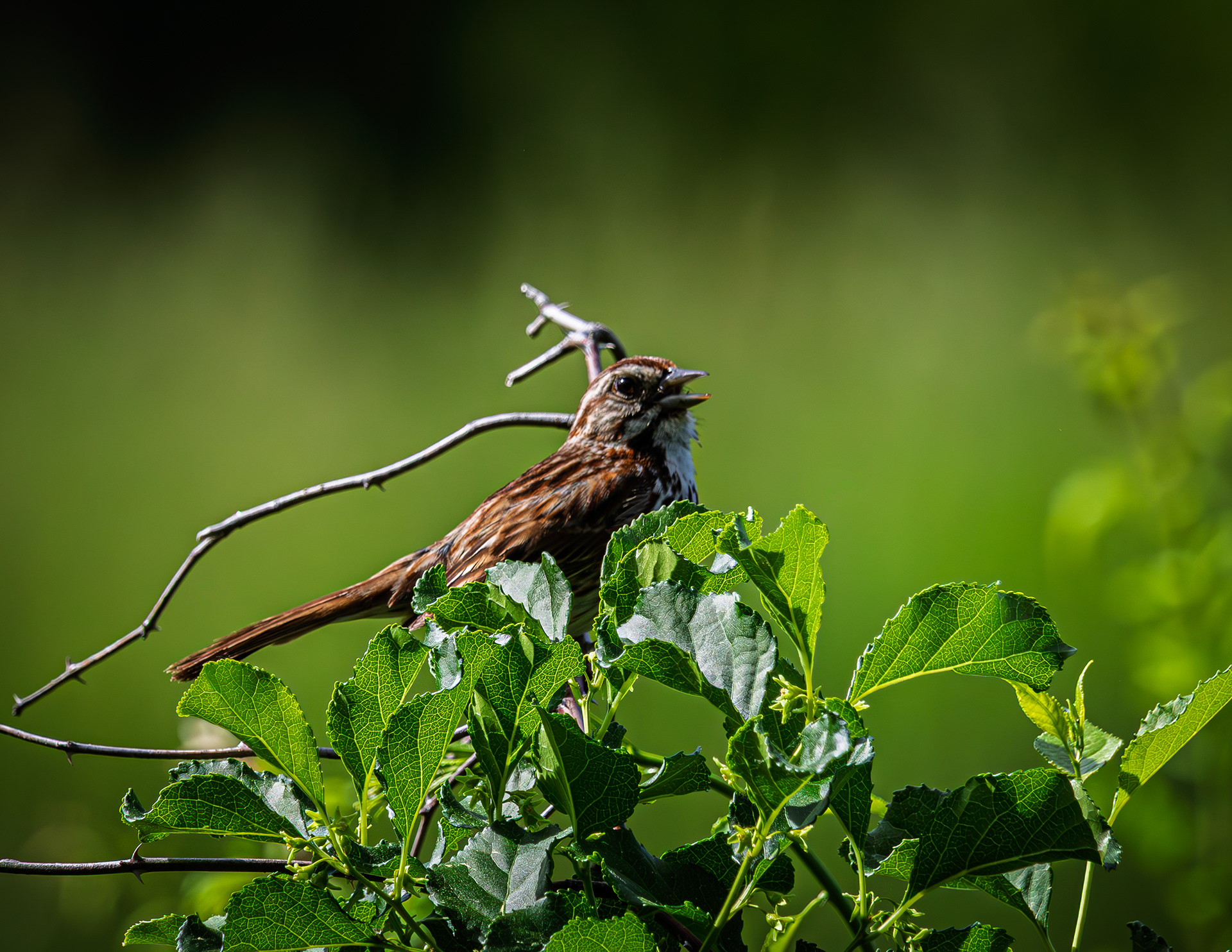 Song Sparrow No1