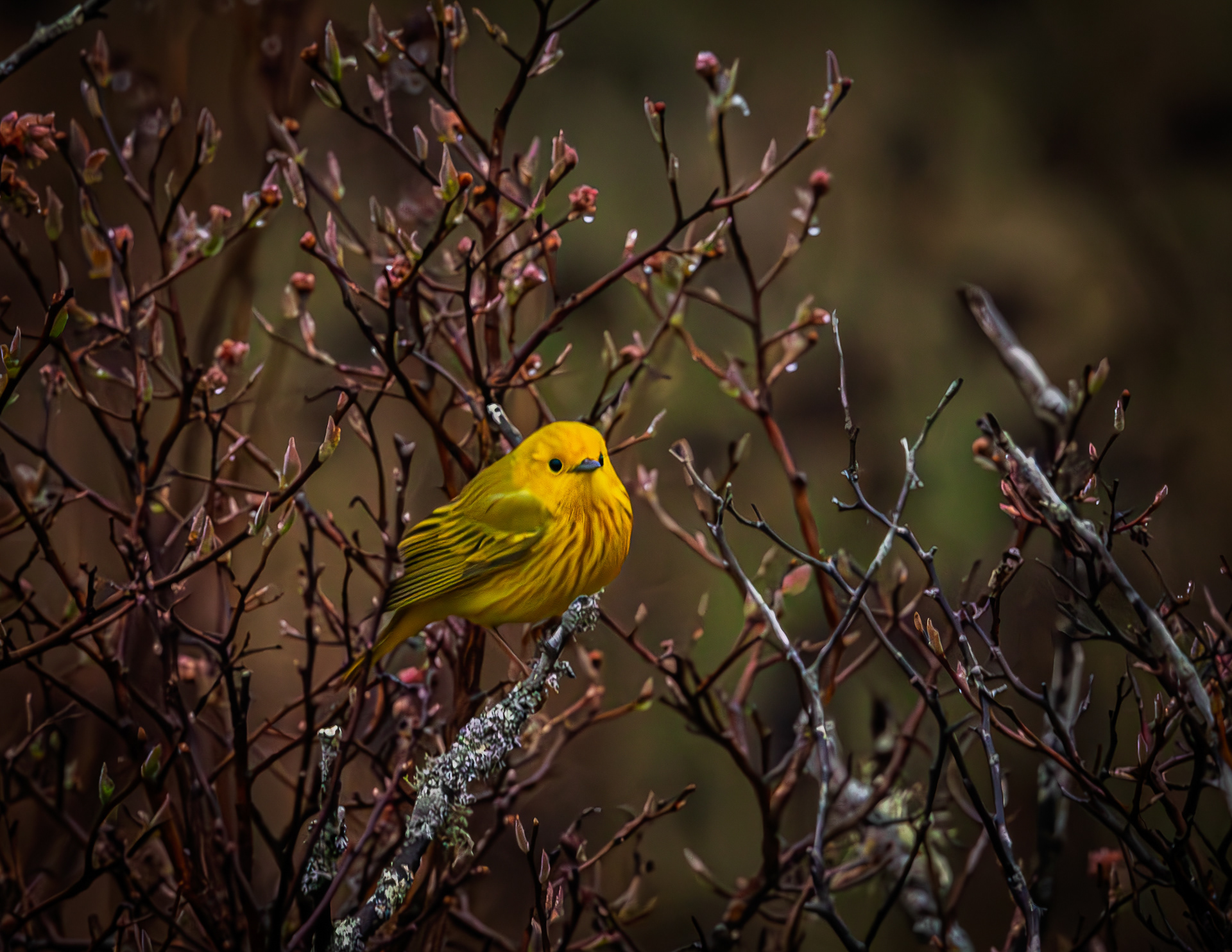 Yellow Warbler - May 10, 2026