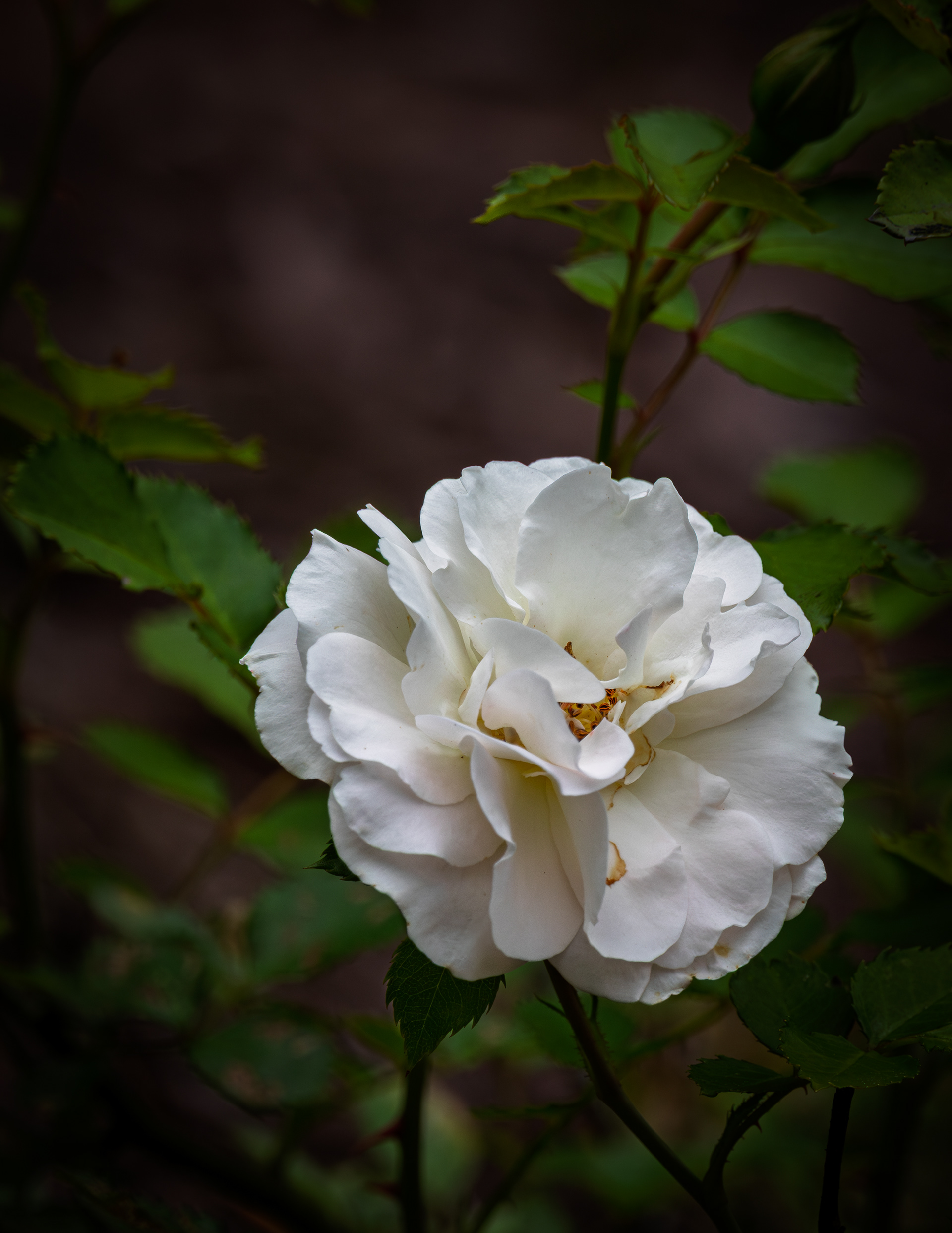 White Rose in Color