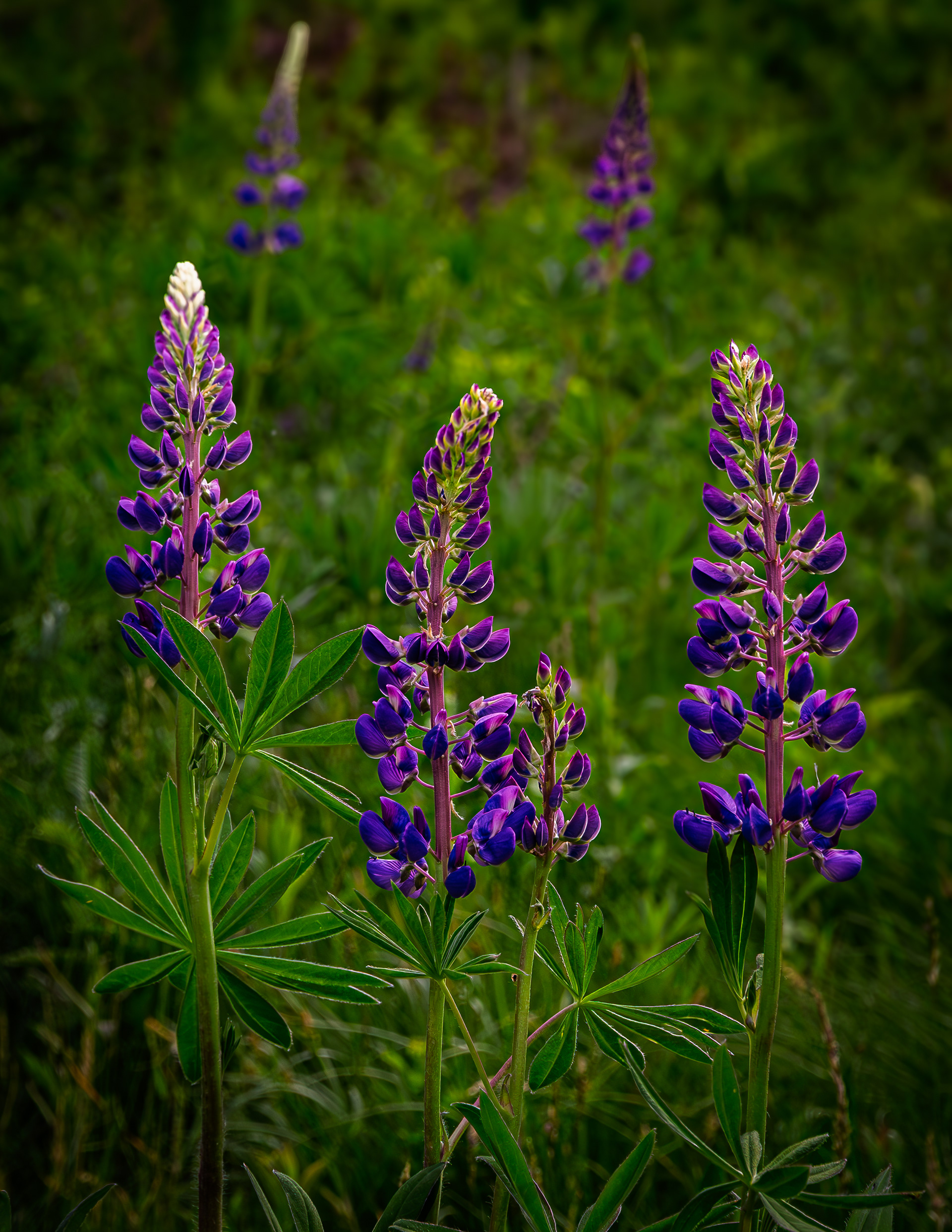 Lupines No4