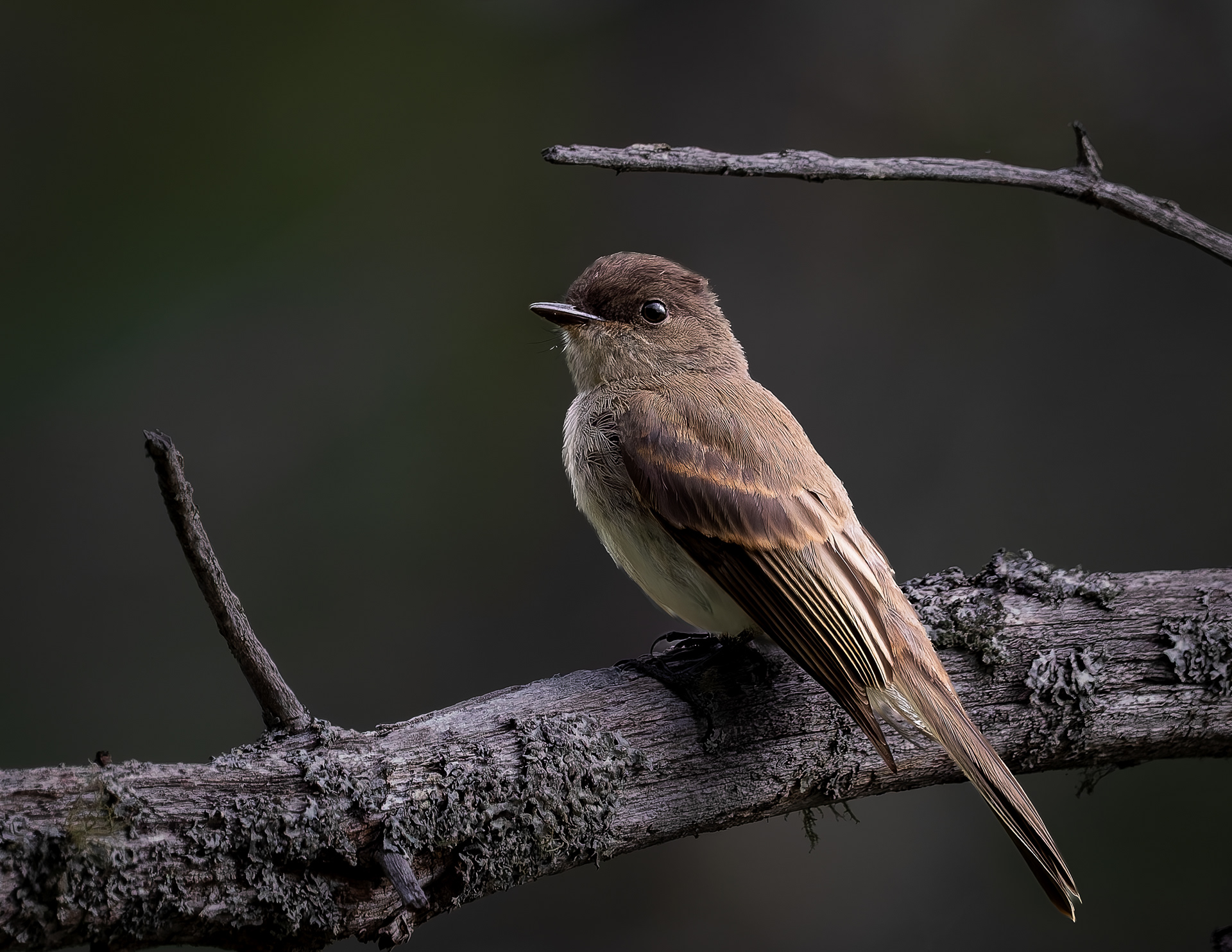 Eastern Phoebe No2