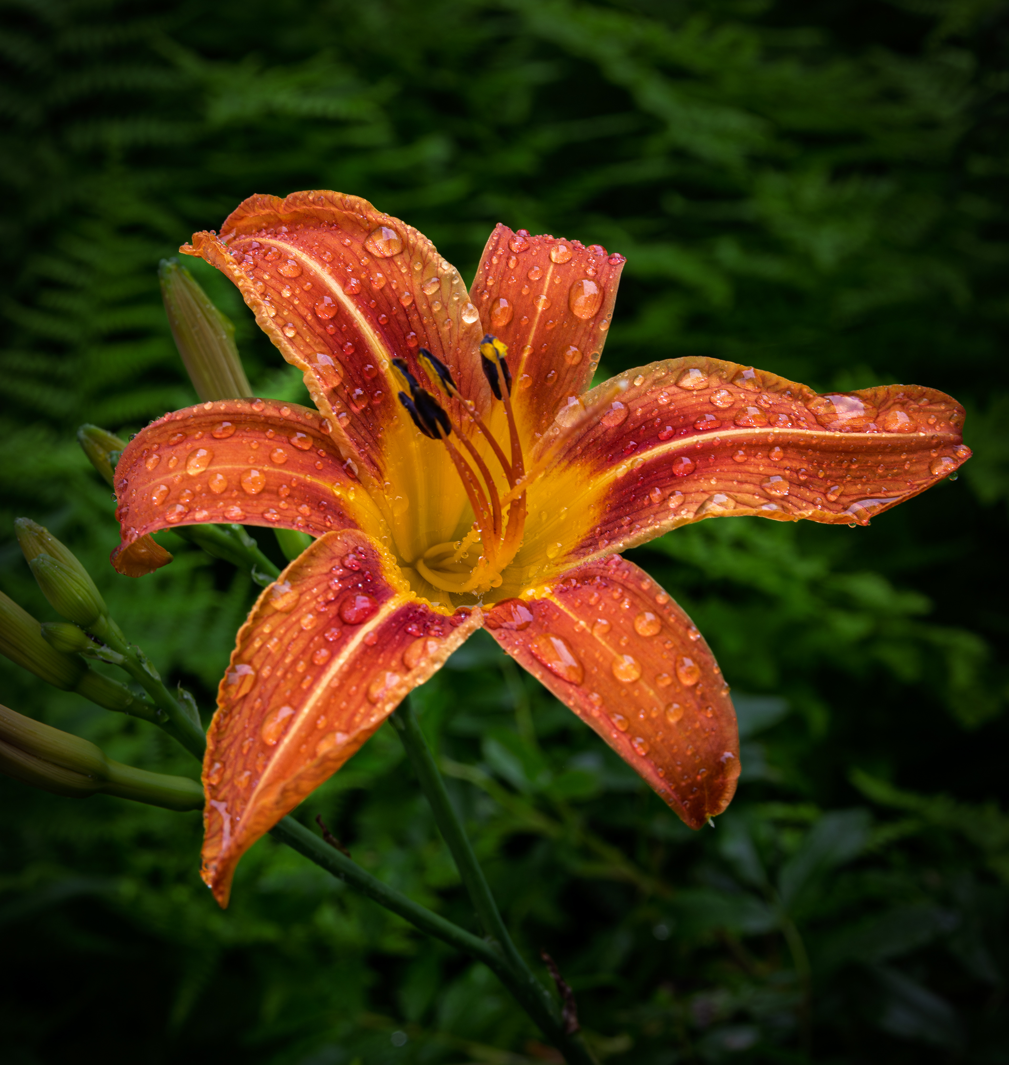 Tiger Daylily No1