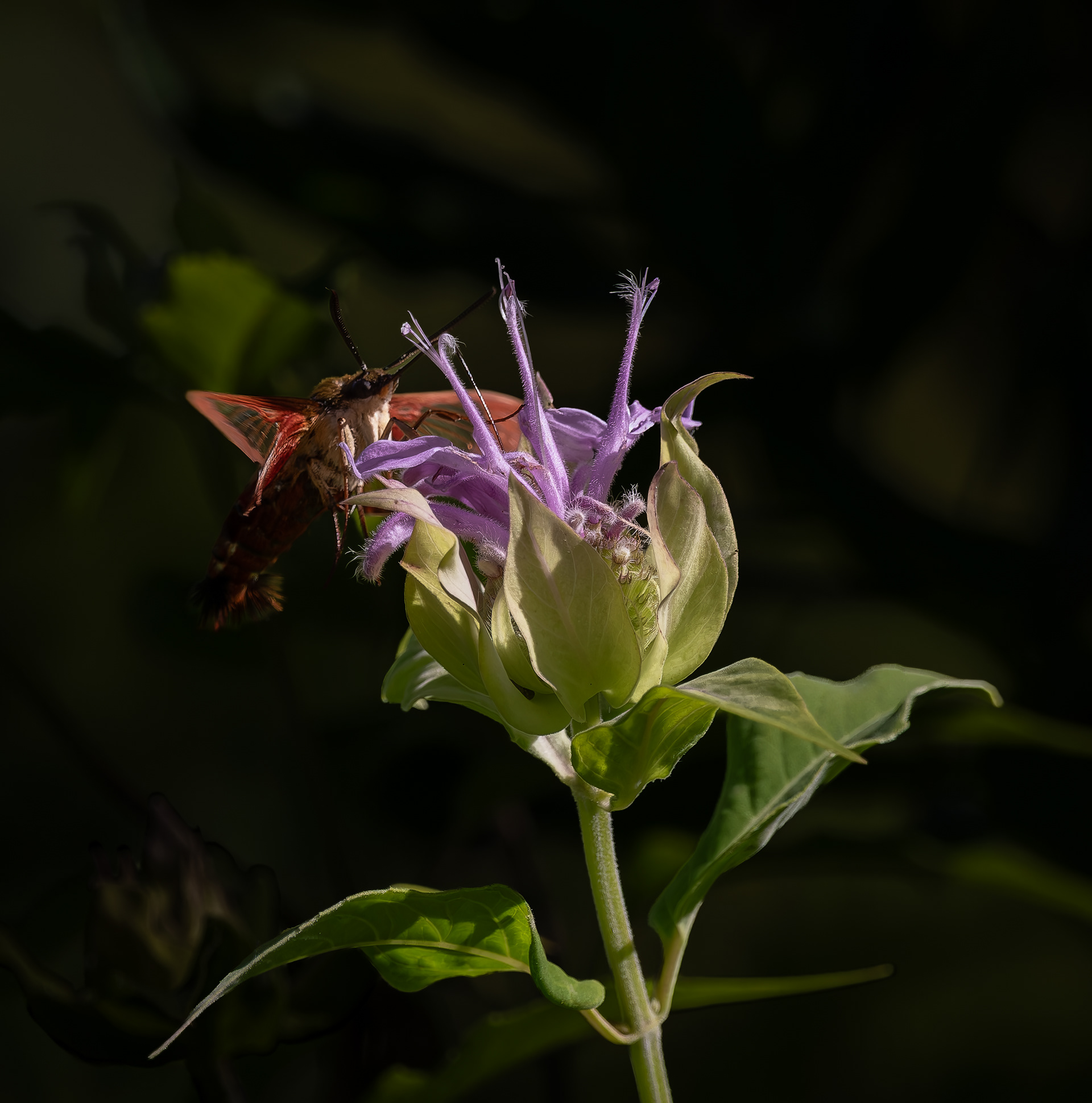 Hummingbird Moth No1