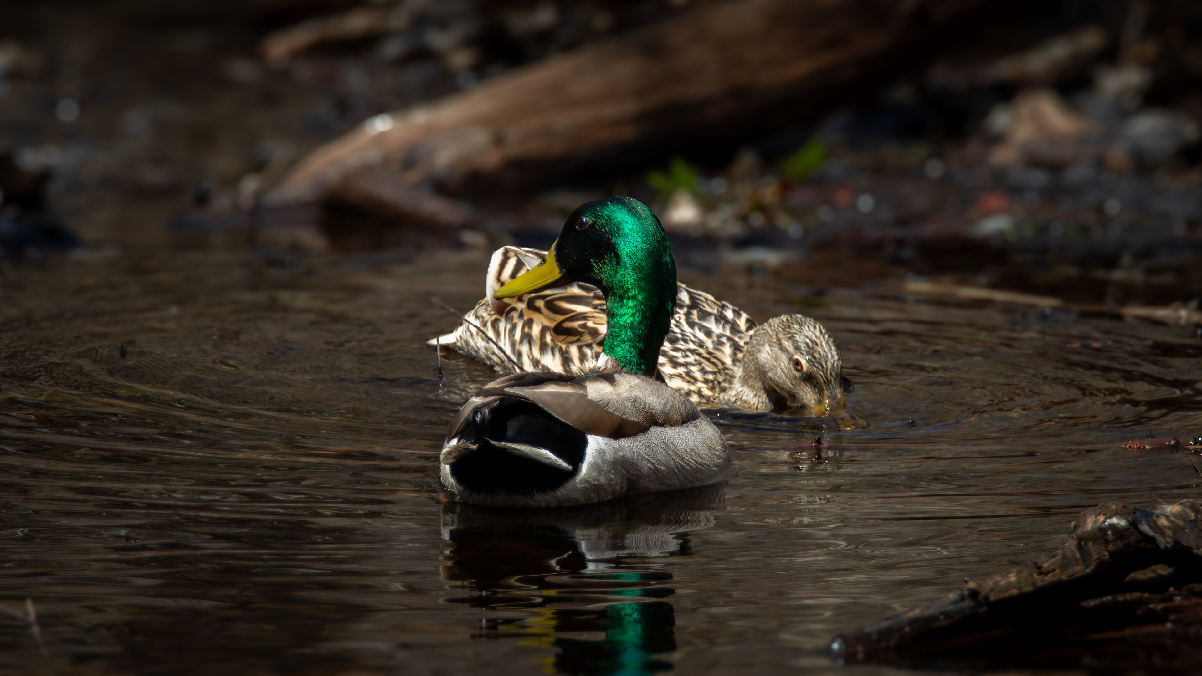 Mallard Pair at Grey Rocks Conservation Area No3