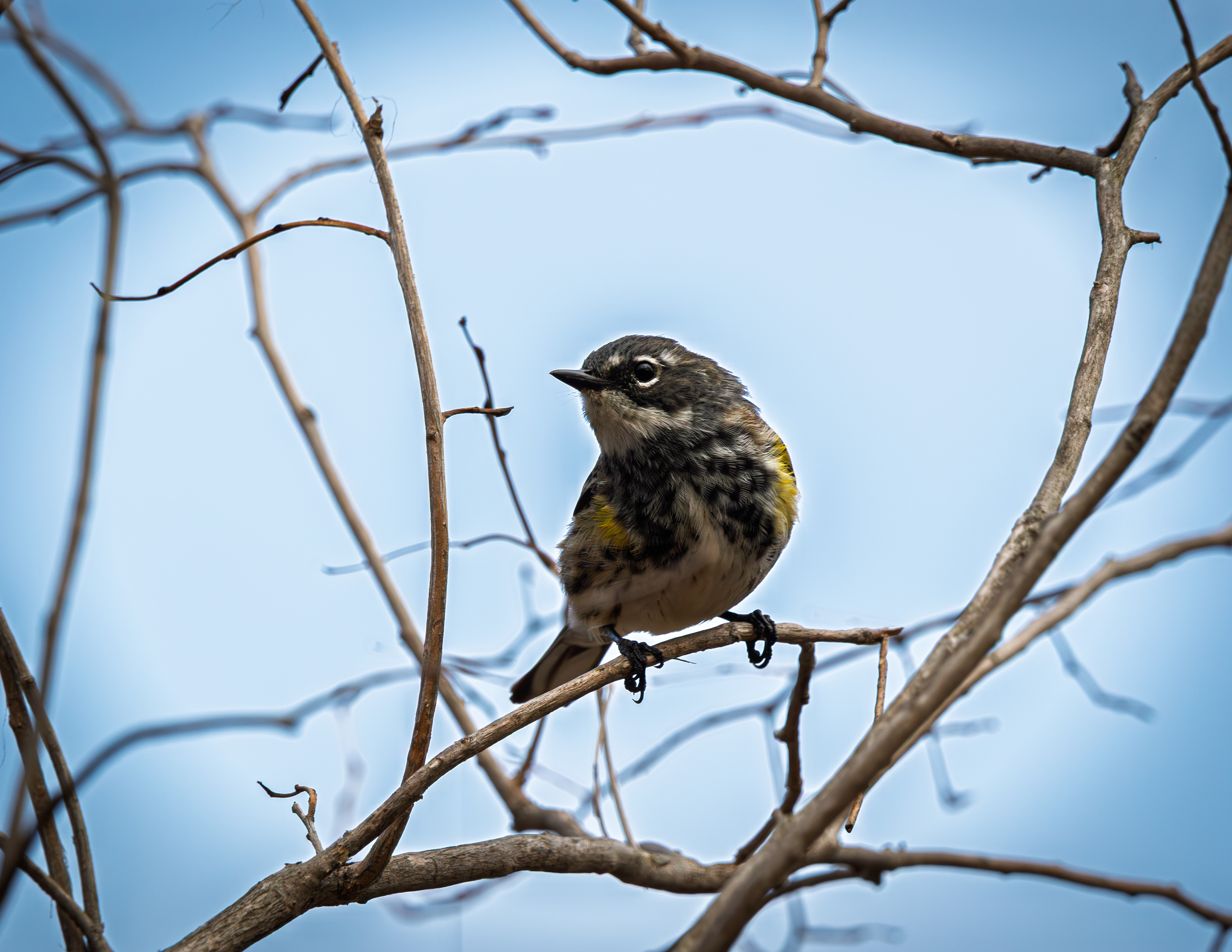 Yellow Rumped Warbler at CSV No2