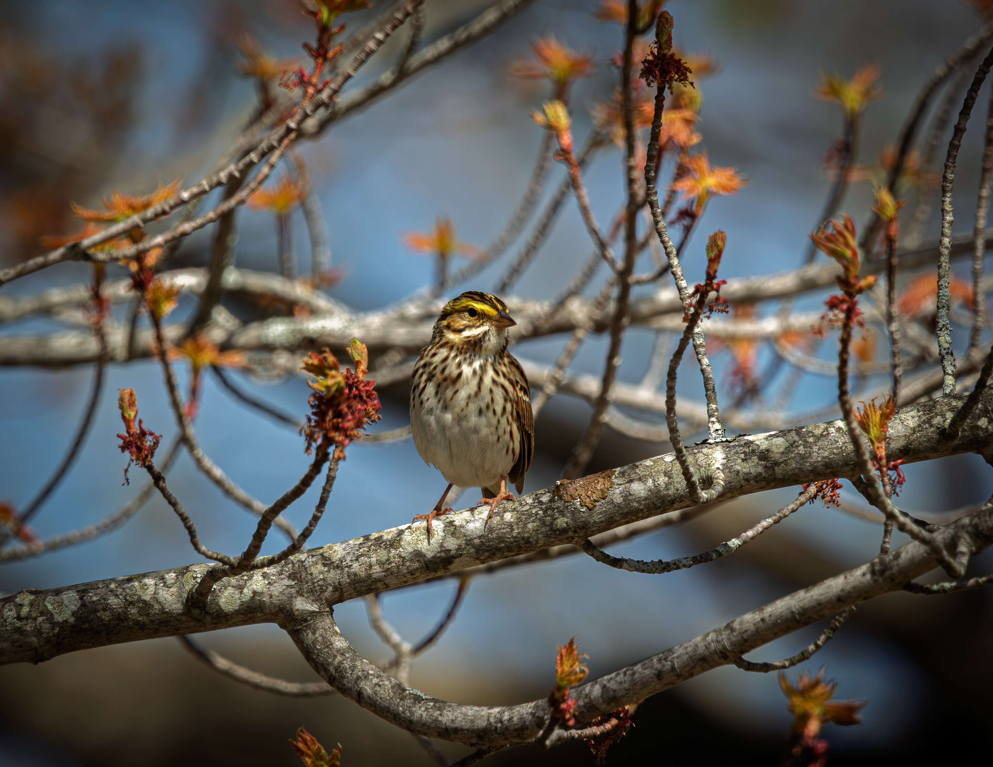 Savannah Sparrow No2