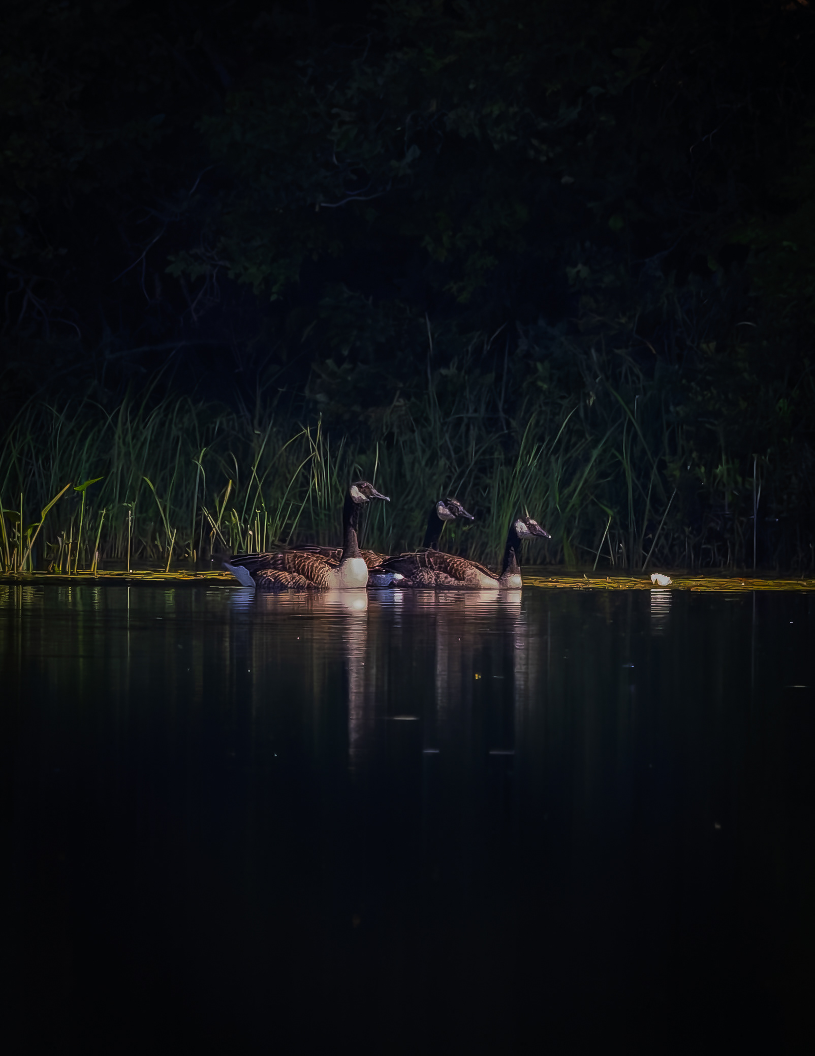 Canada Geese Family - July 24, 2026
