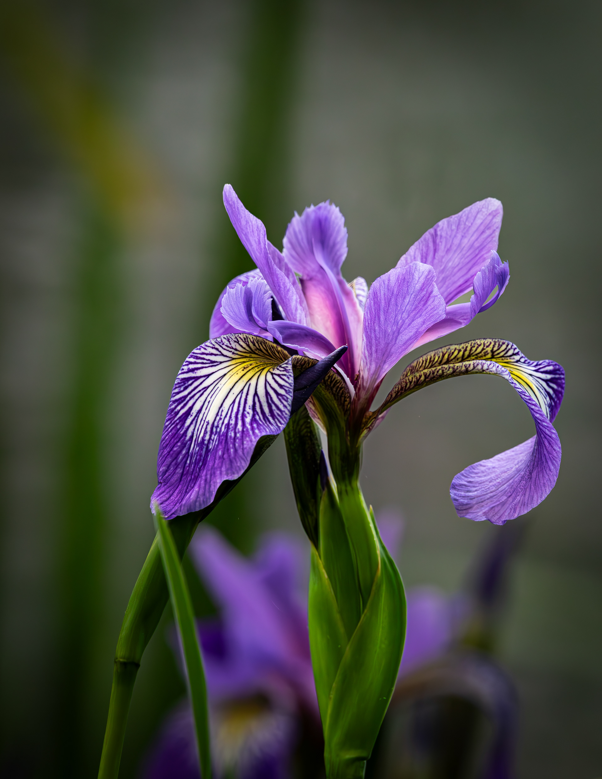 Wild Iris No3
