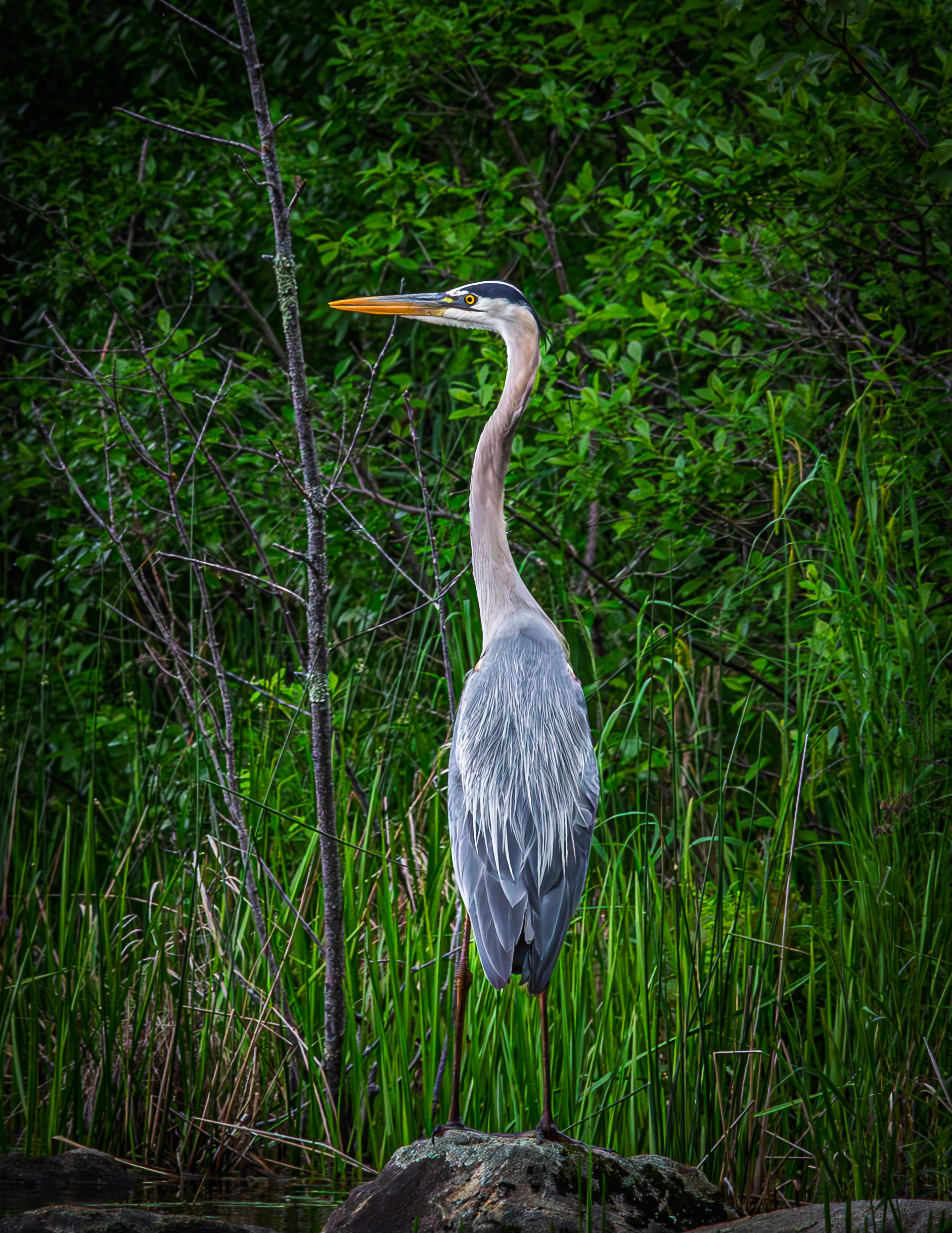 Great Blue Heron No3