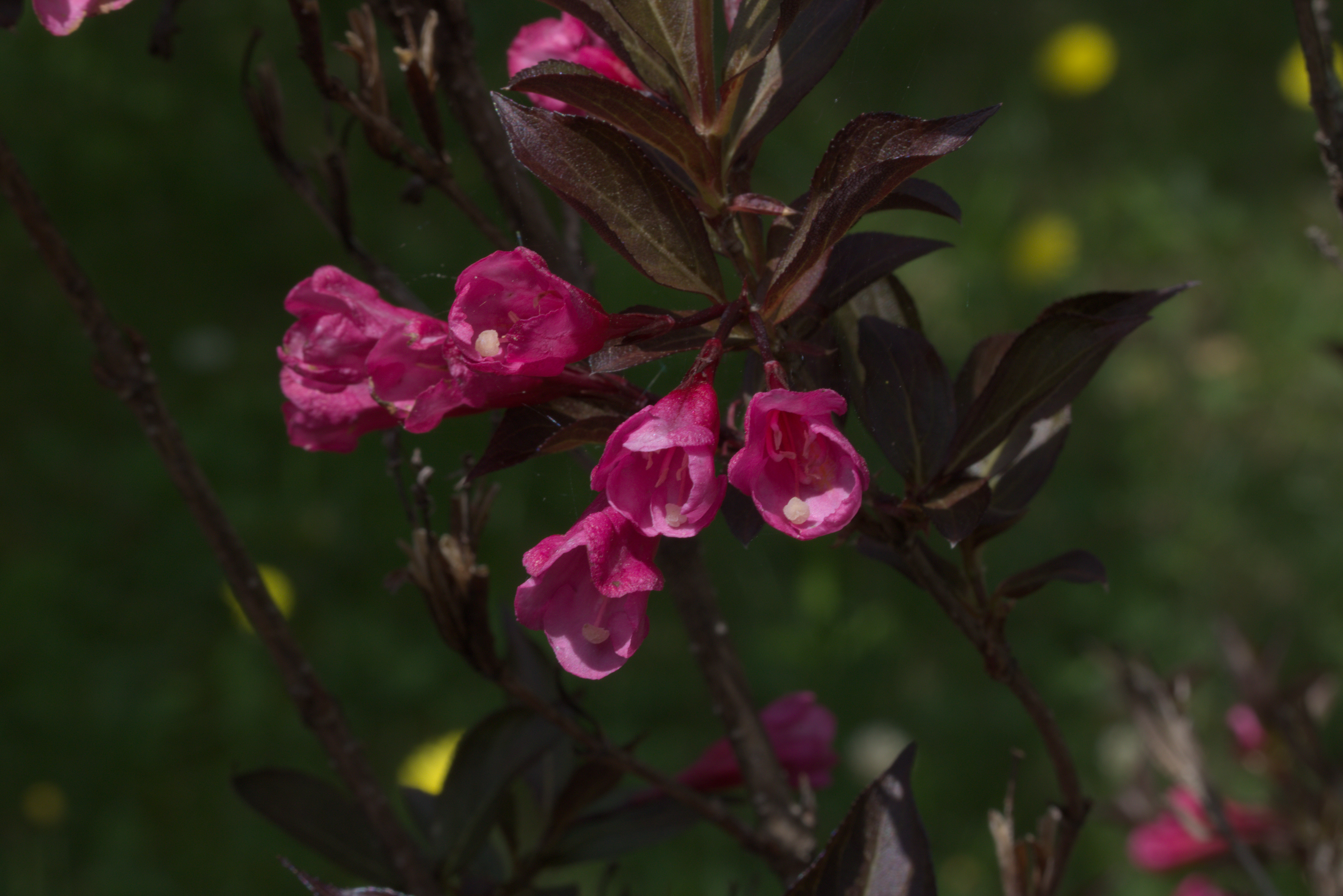 Wine and Roses Weigela