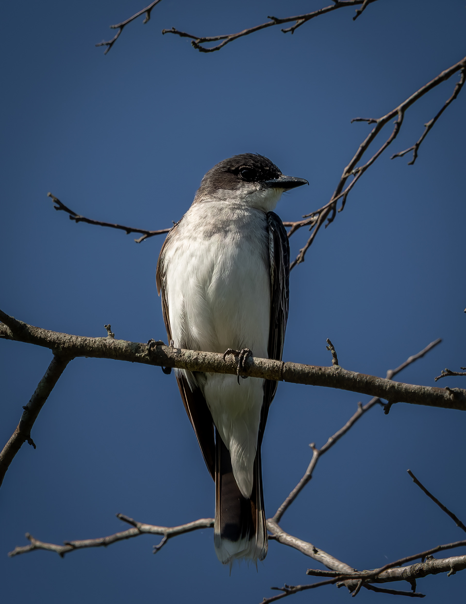 Eastern Kingbird