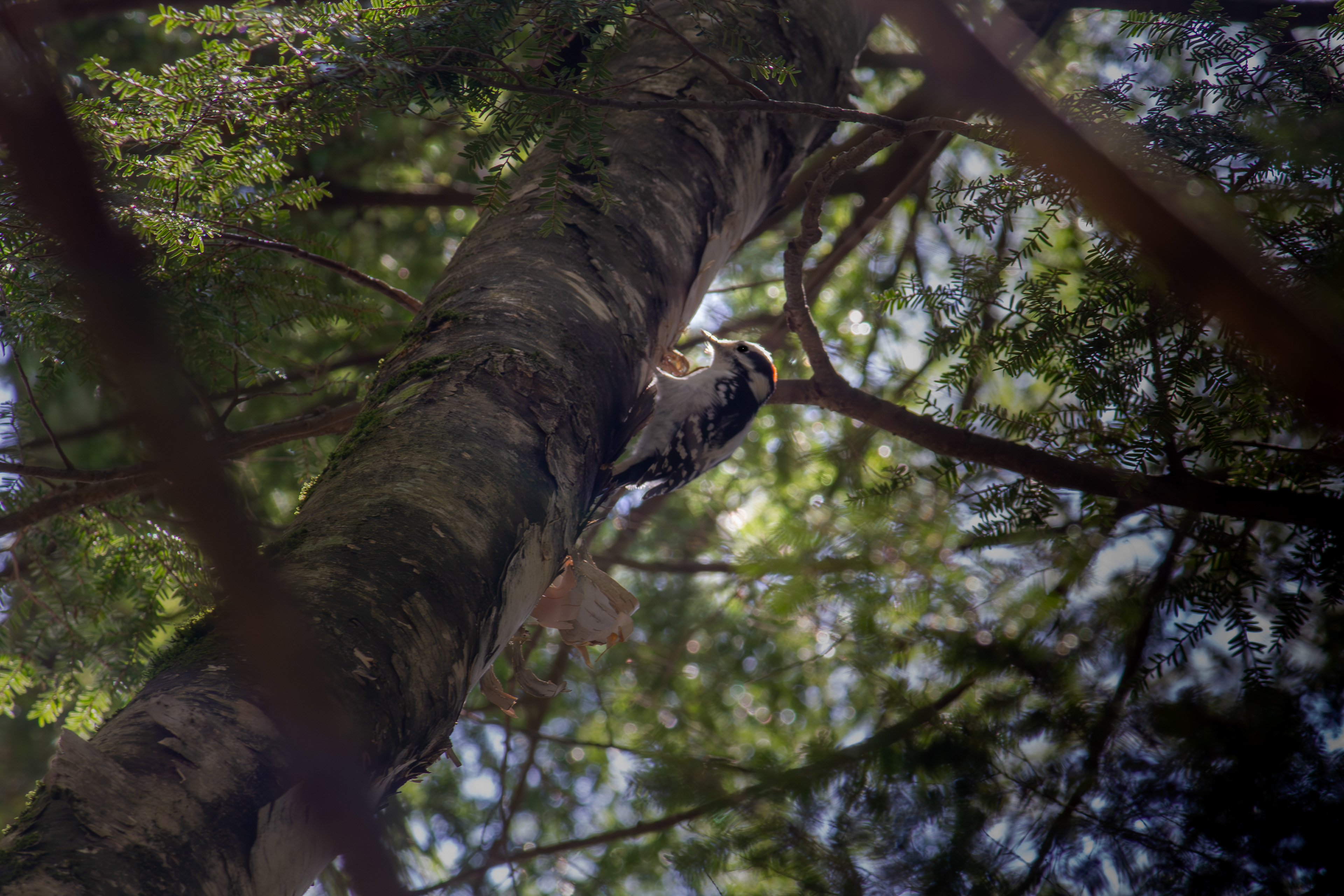 Male Hairy Woodpecker