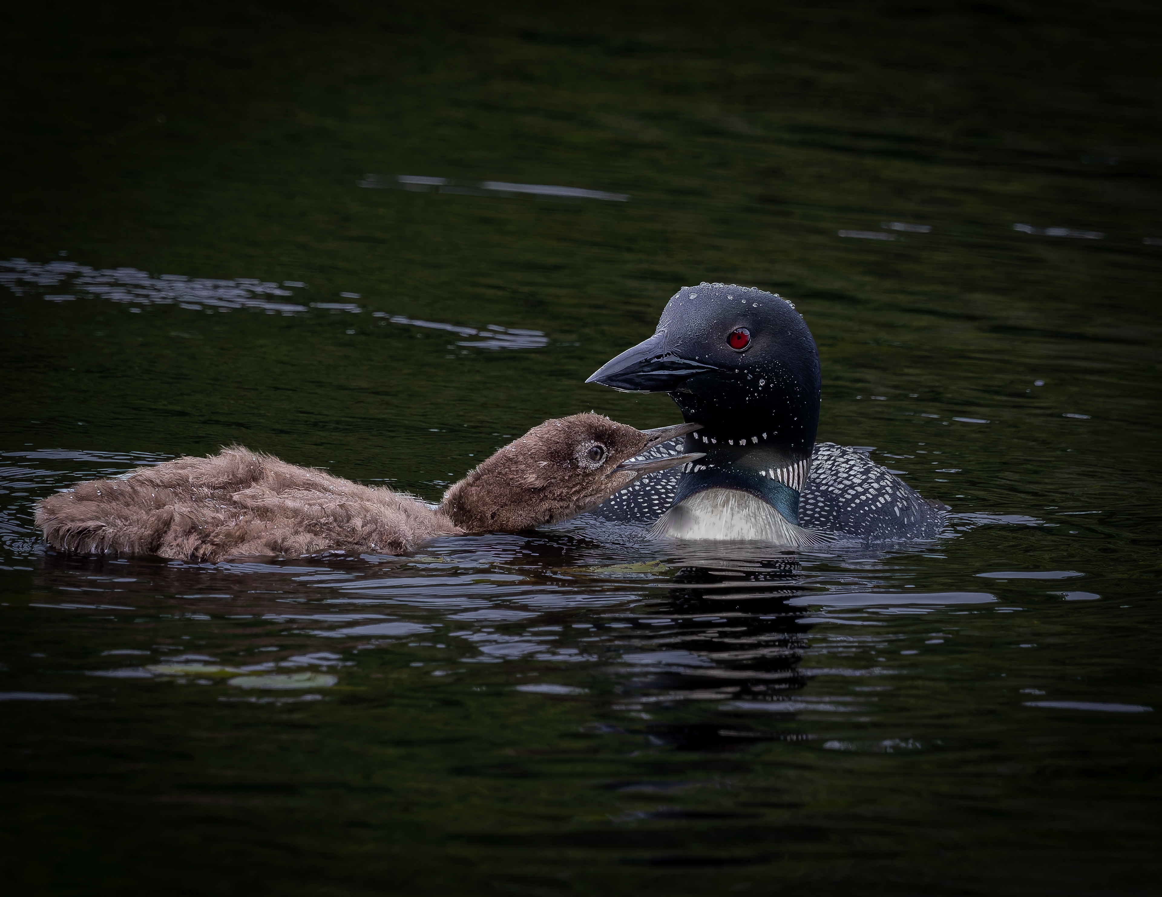 Common Loon Hen with Chick No8