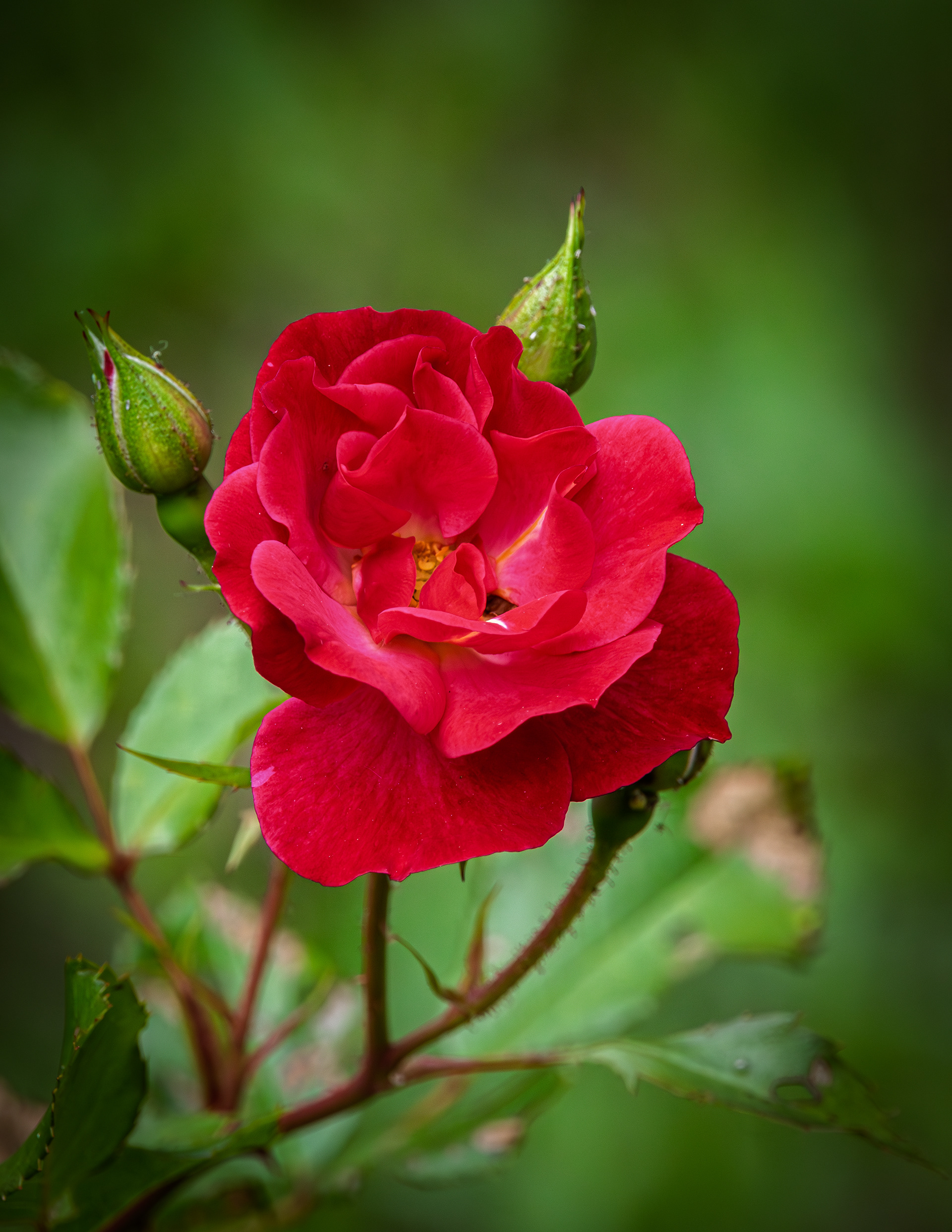 Mystic Fairy Rose No1