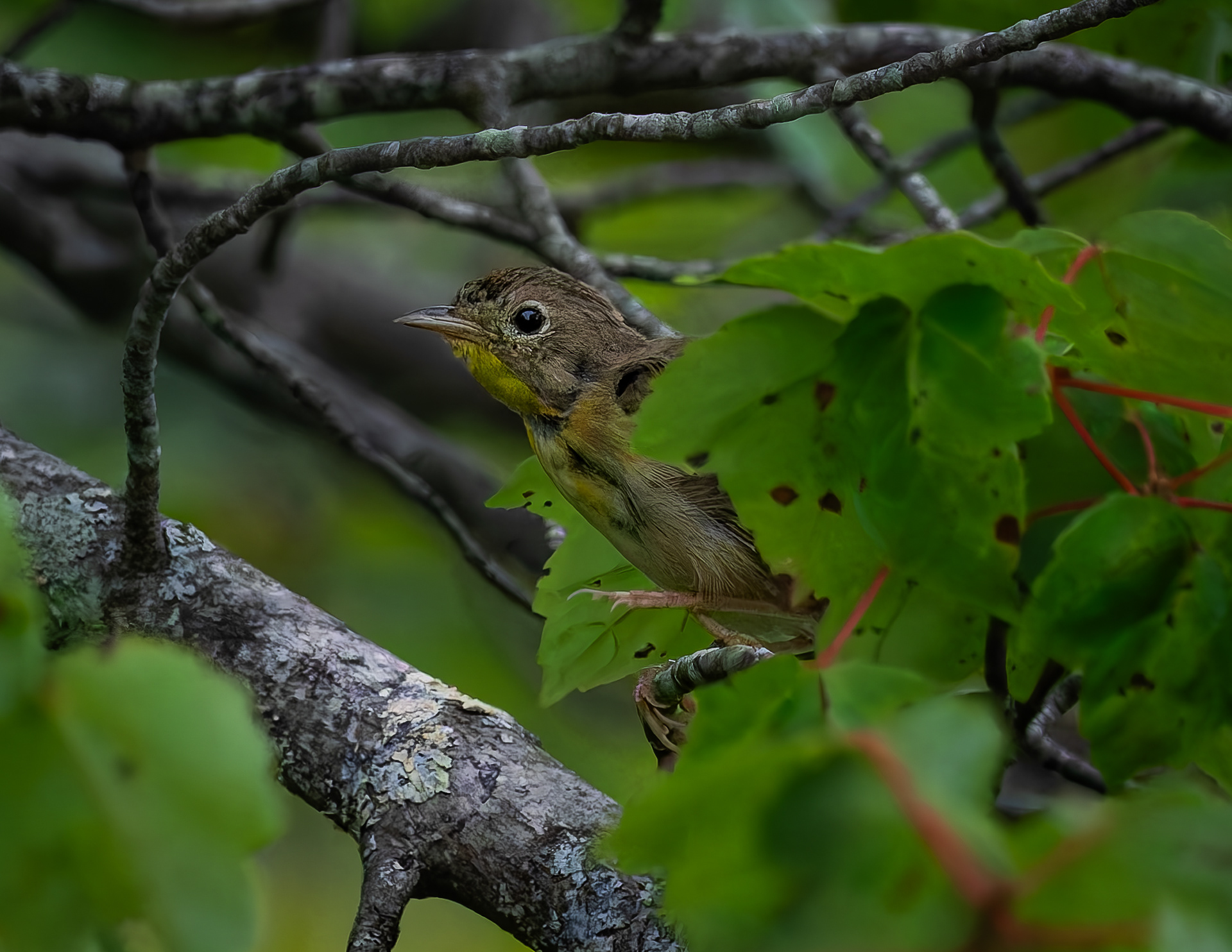 Common Yellowthroat No1 - August 2, 2026