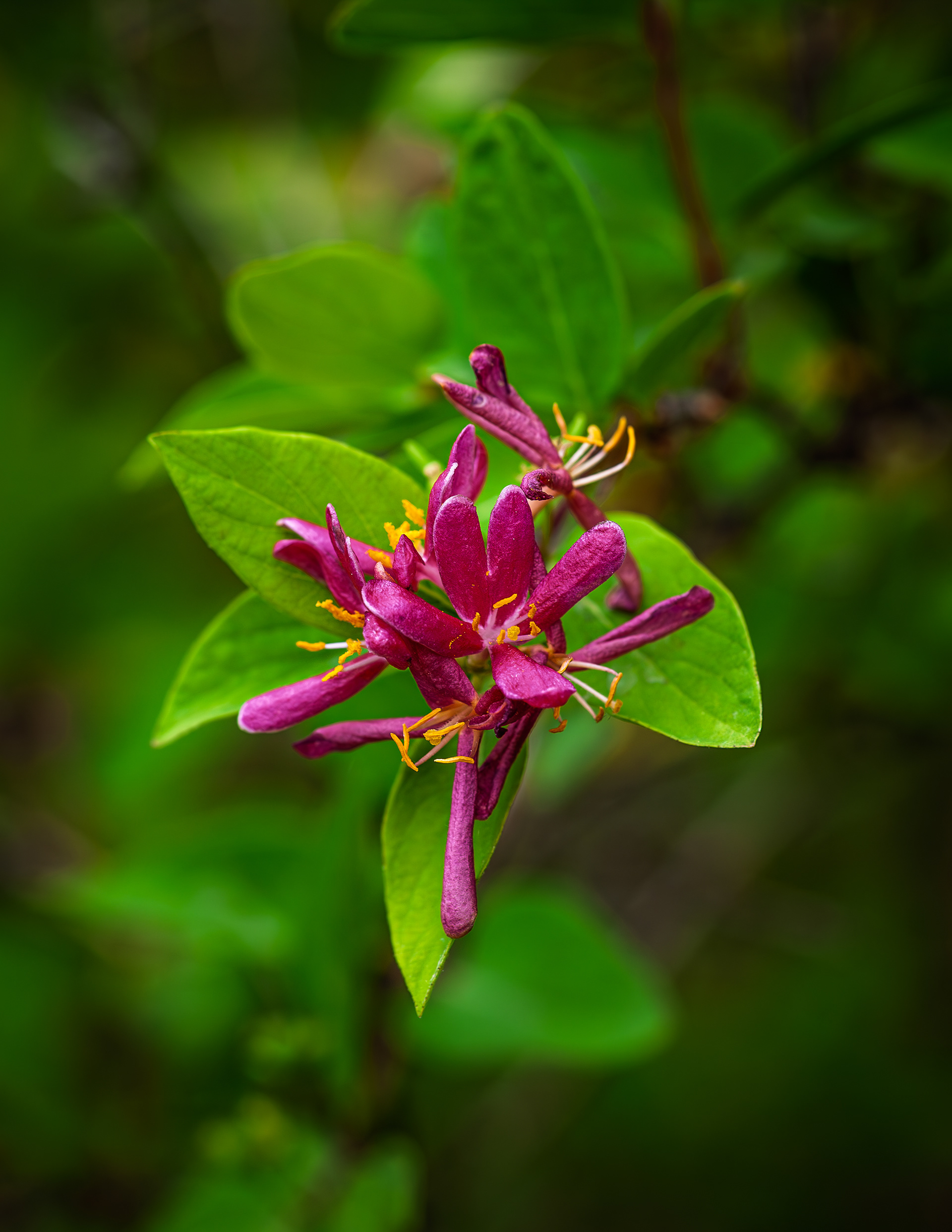 Honeysuckle