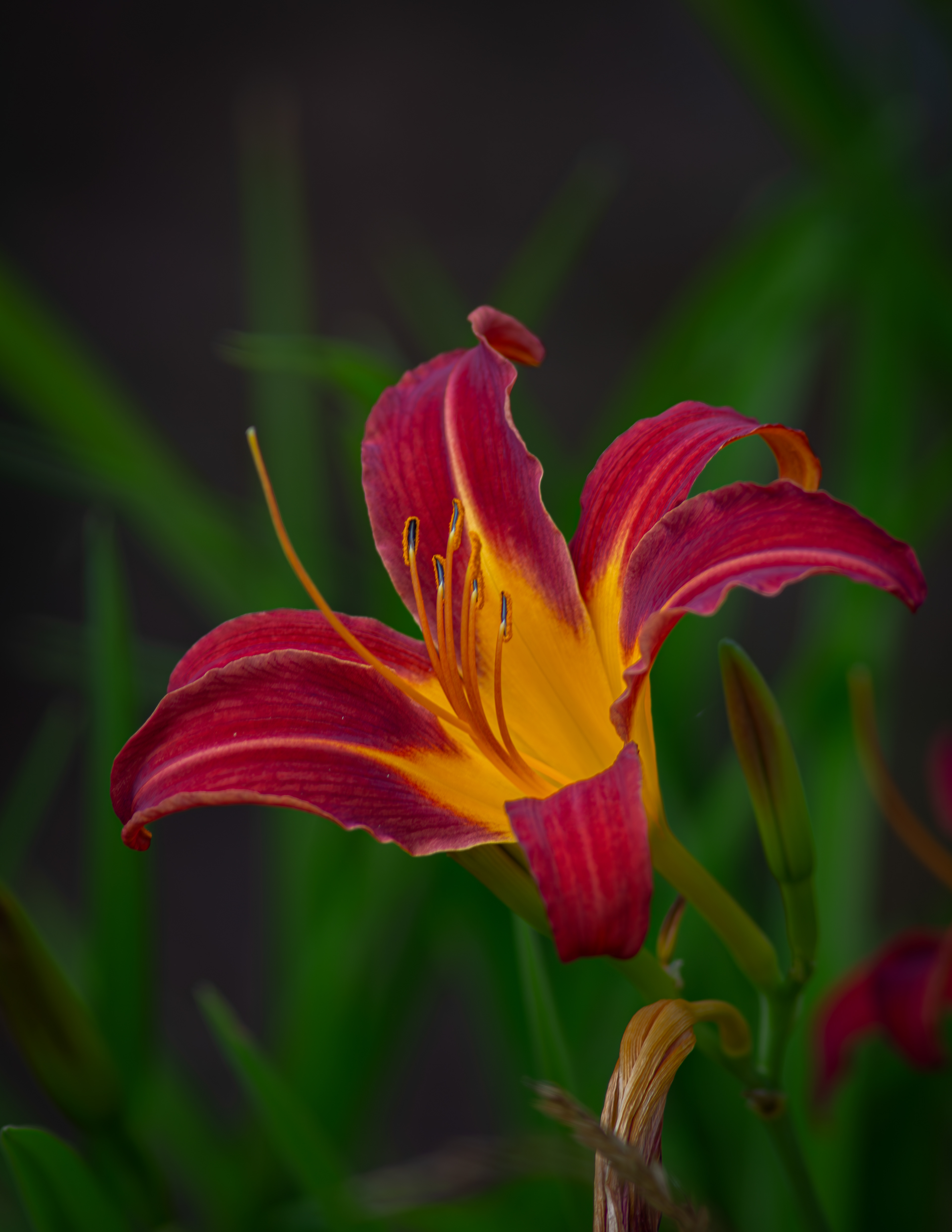 Crimson and Yellow Daylily