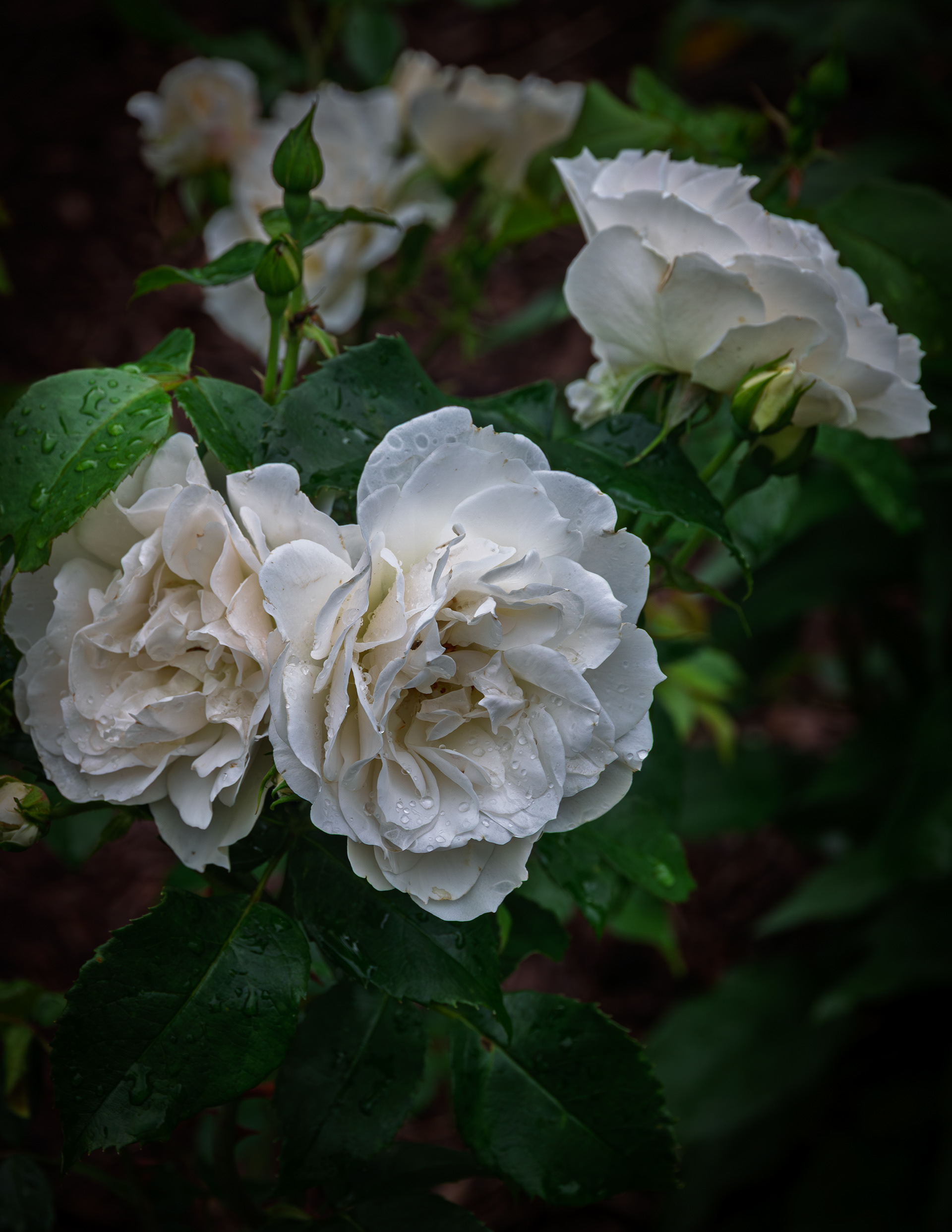 Champagne Wishes Rose No1