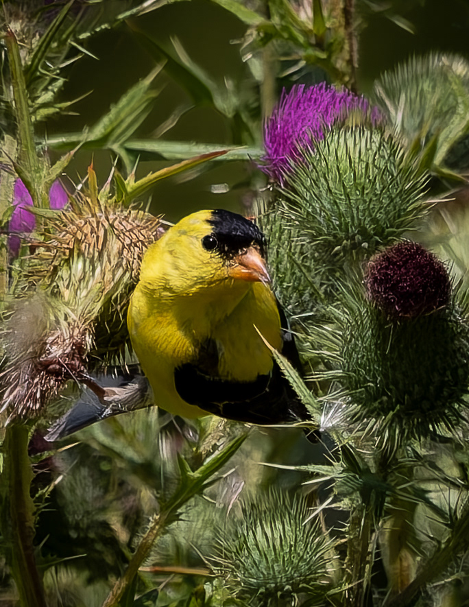 Male American Goldfinch No2