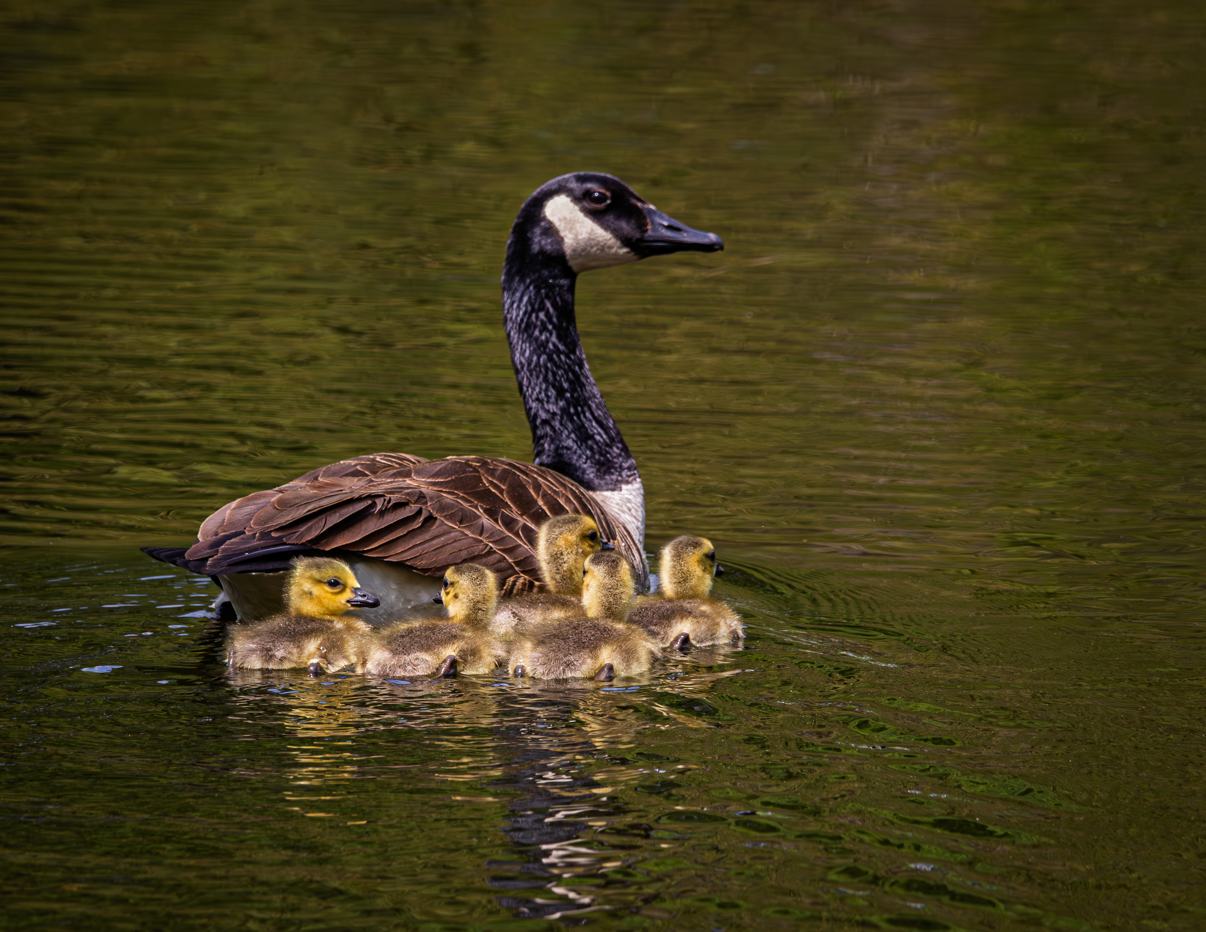 Mother Goose and Goslings