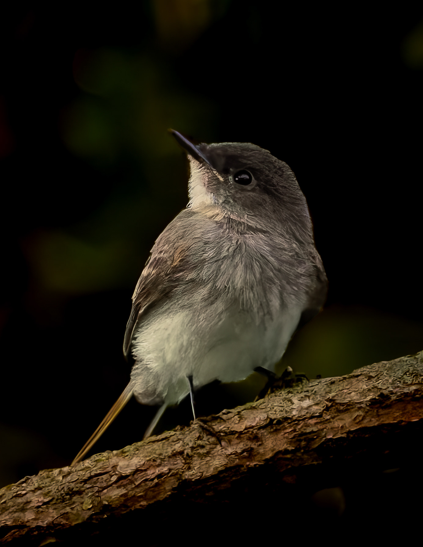 Eastern Phoebe No2 - August 16, 2026