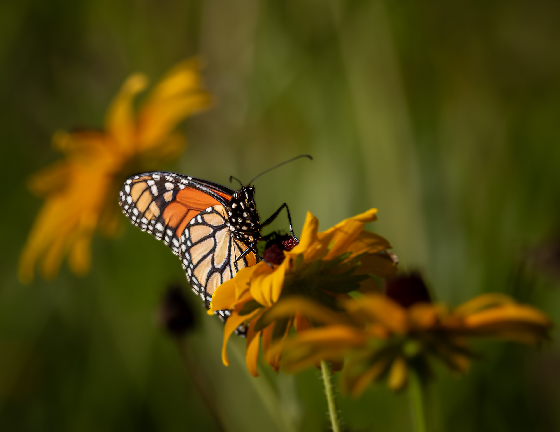 Monarch Butterflfy No2