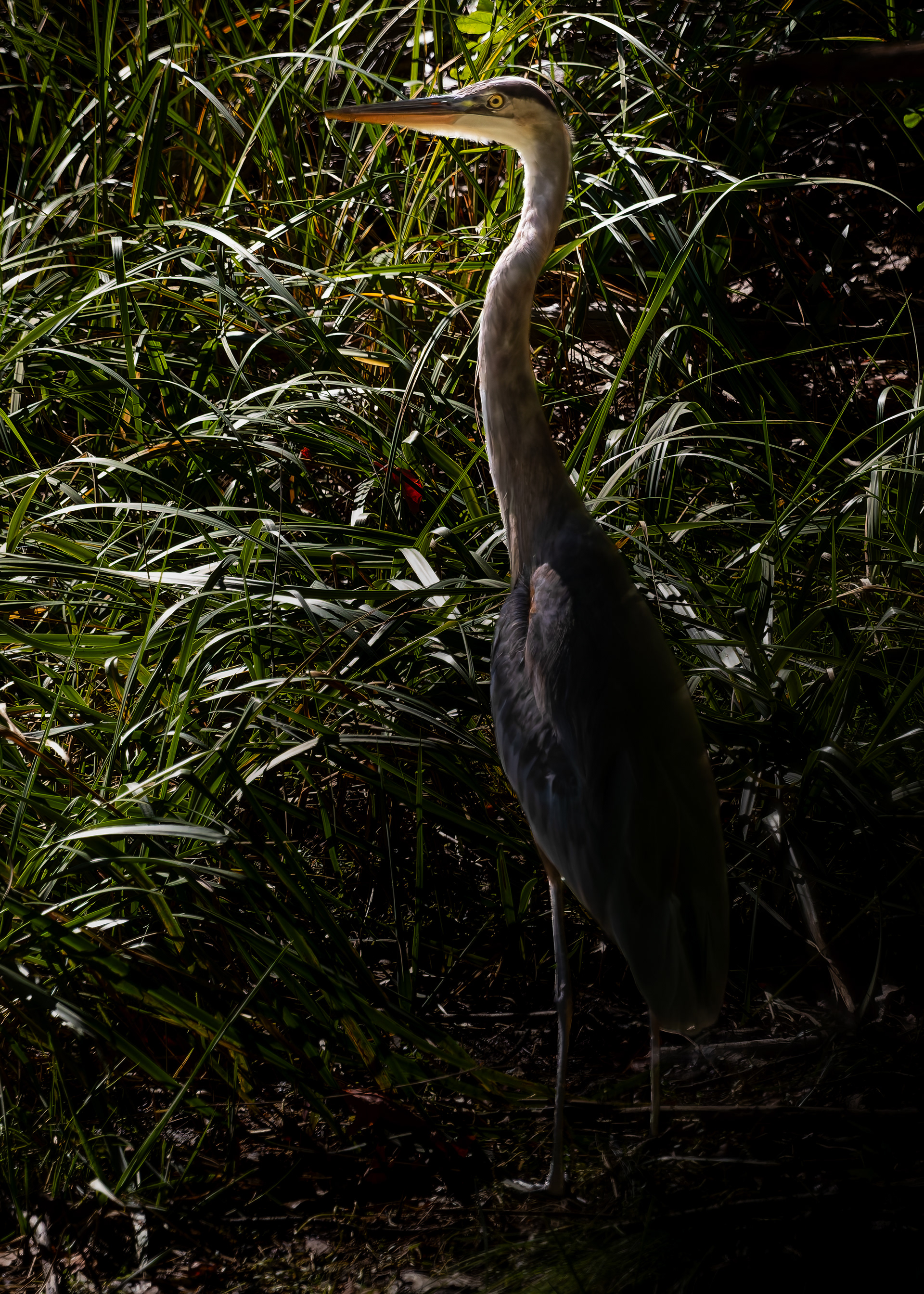 Great Blue Heron No2 - September 24, 2026
