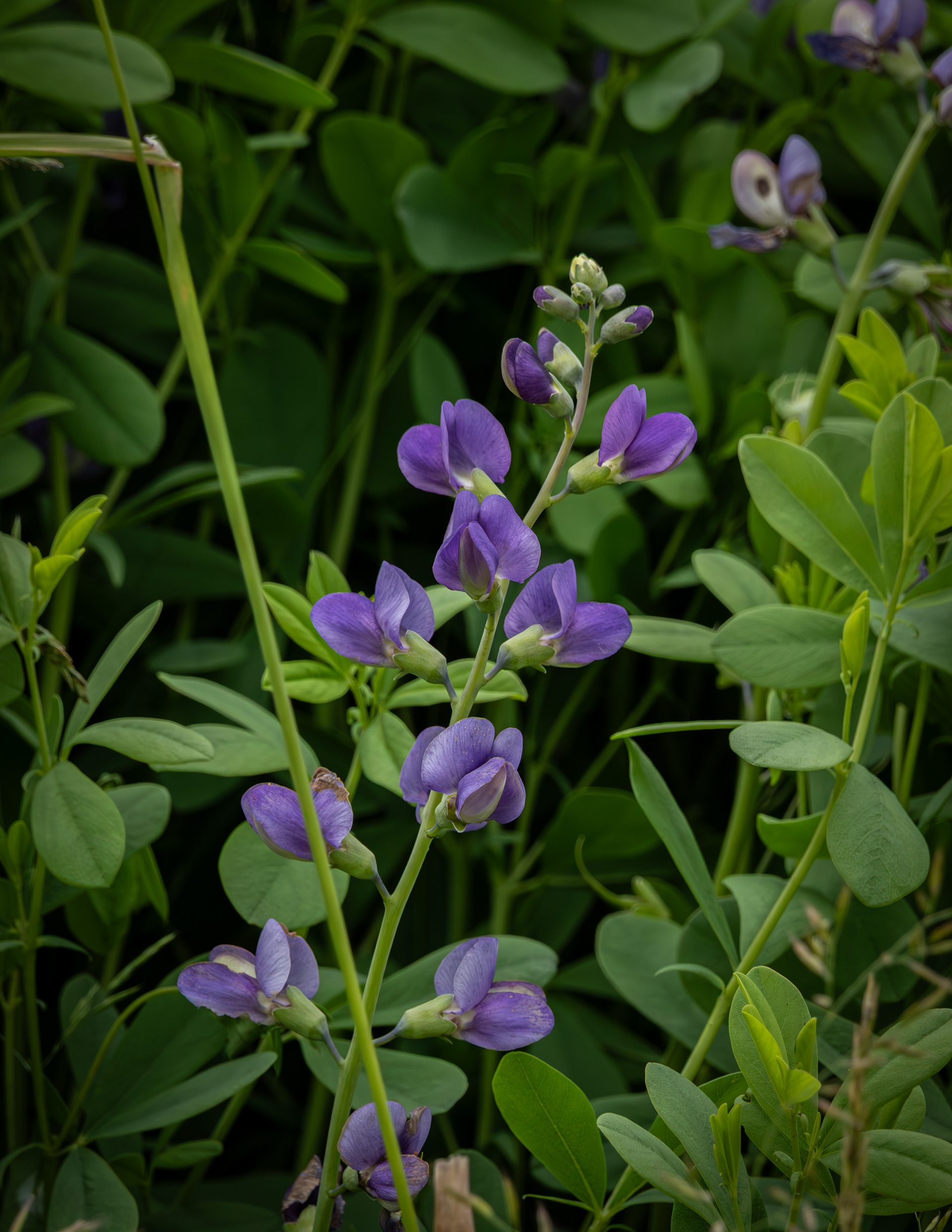 Baptisia