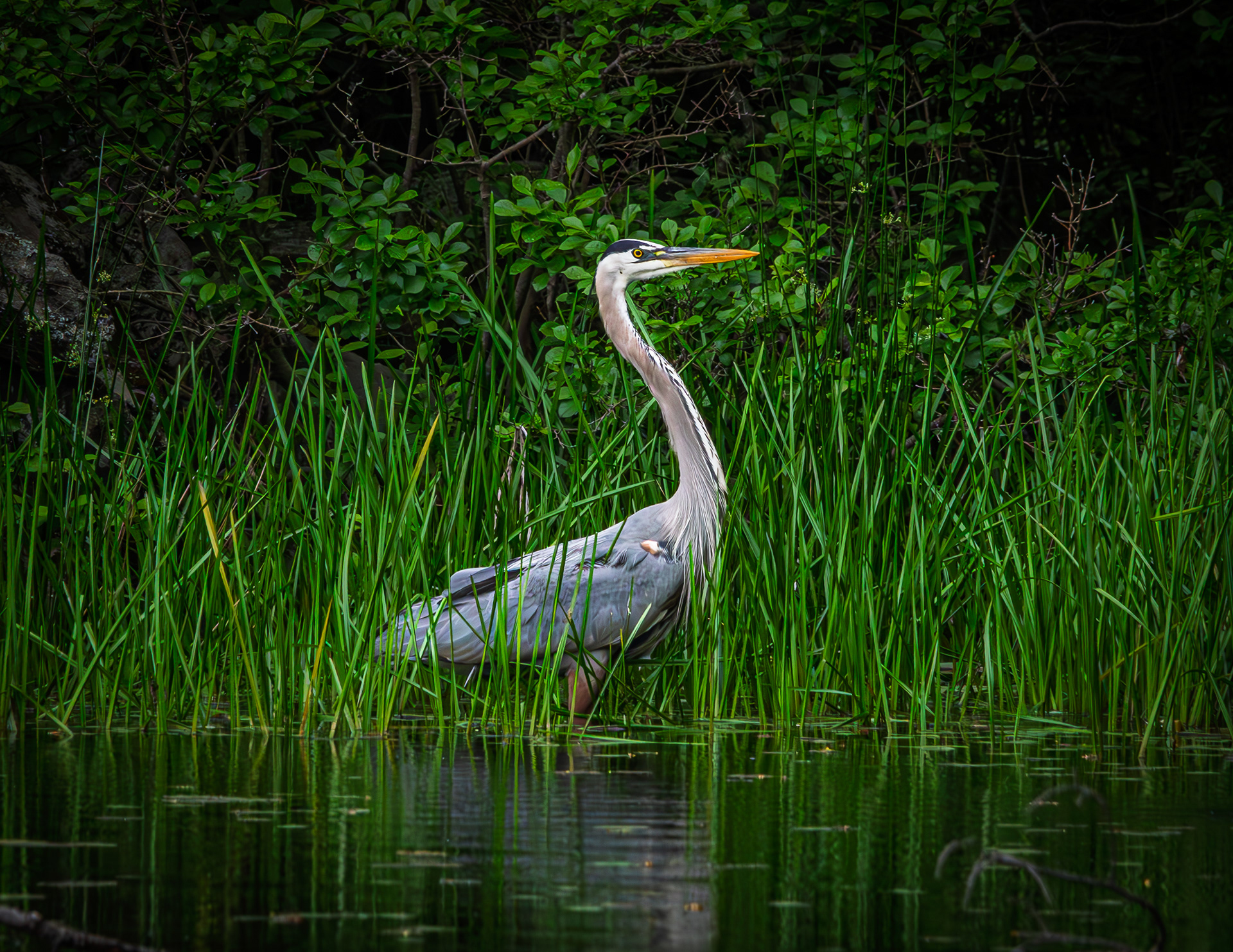 Great Blue Heron No1