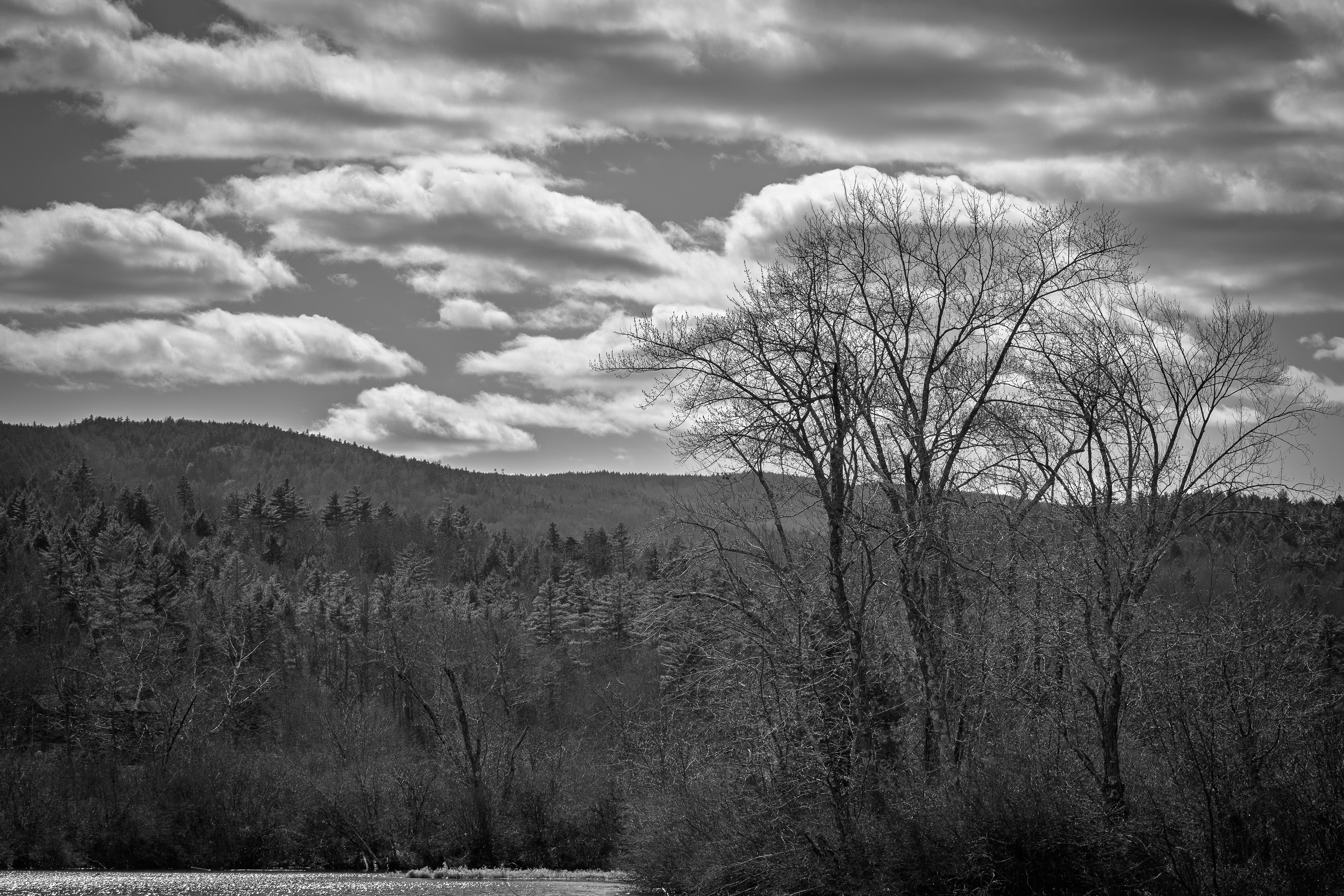 Trees at Grey Rocks No5