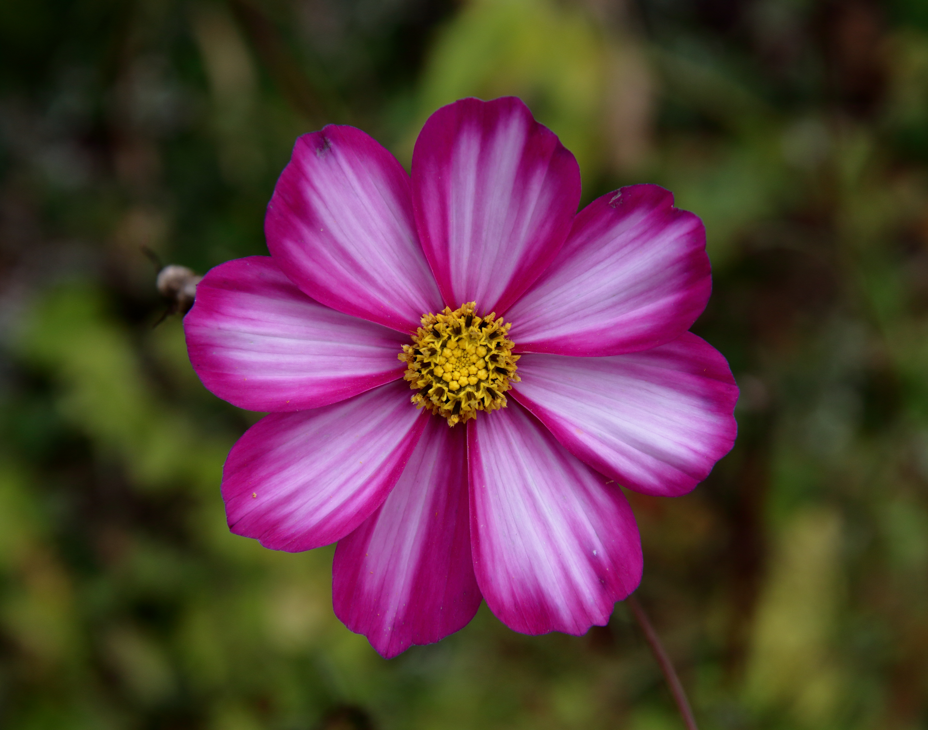 Cosmos